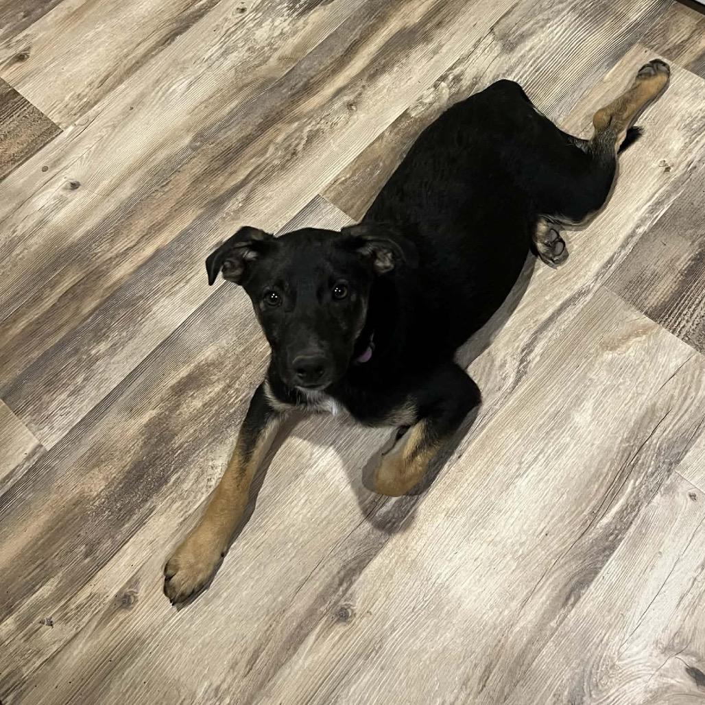 Enlarge Holly, a Adoptable Mixed Breed in Phoenix, AZ image 4/4