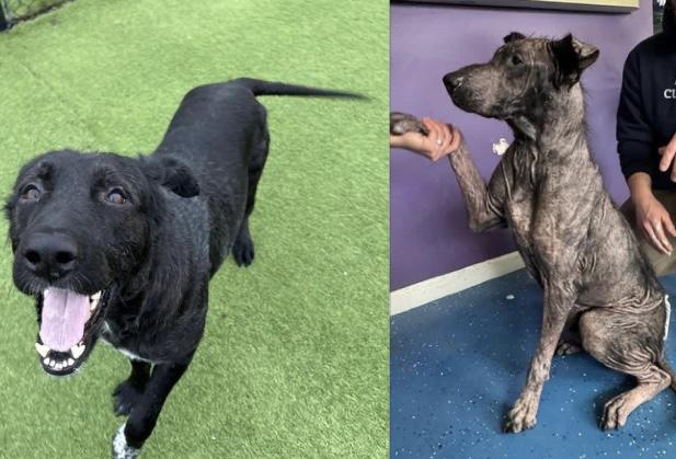 Grizzly, ADOPTABLE, Adult Male Australian Shepherd.