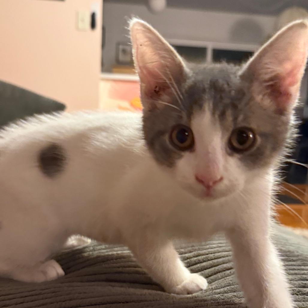 Tadpole, Adoptable, Kitten Male Domestic Short Hair.