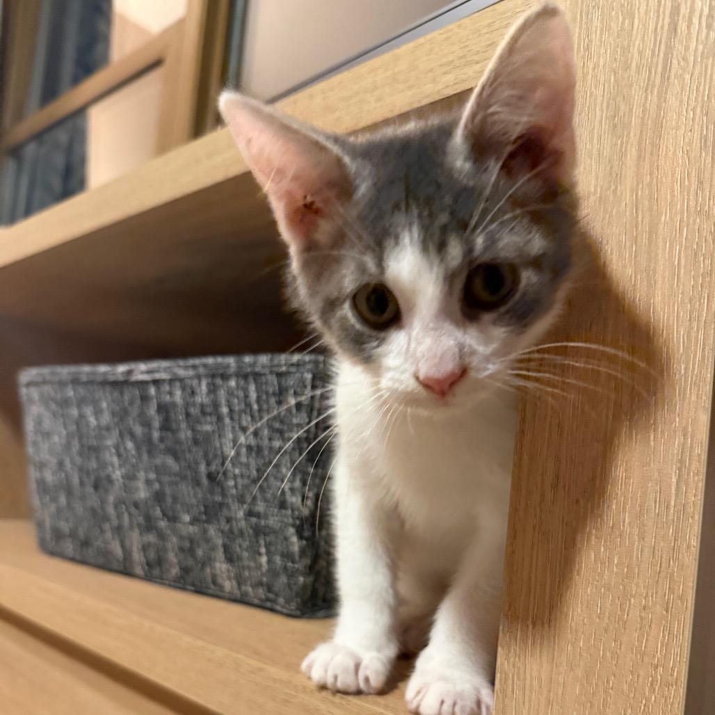 Enlarge Tadpole, a Adoptable Domestic Short Hair in Middleton, WI image 2/5