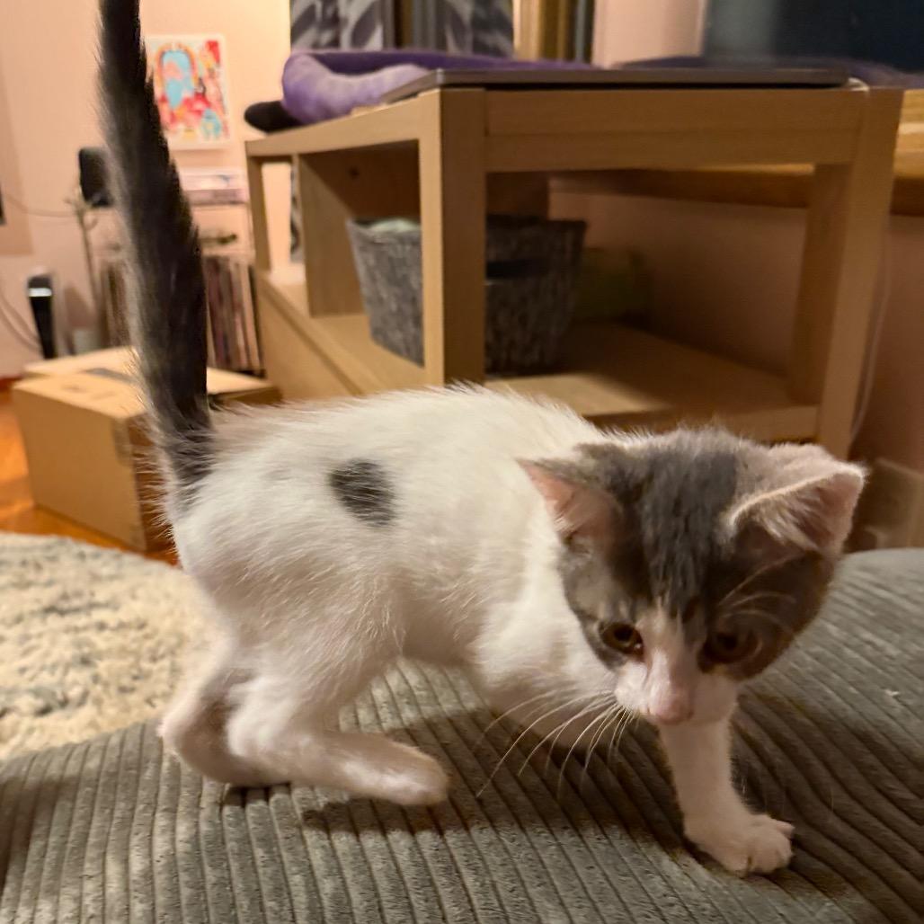 Enlarge Tadpole, a Adoptable Domestic Short Hair in Middleton, WI image 3/5