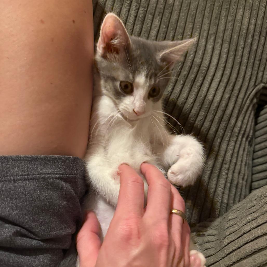 Enlarge Tadpole, a Adoptable Domestic Short Hair in Middleton, WI image 4/5