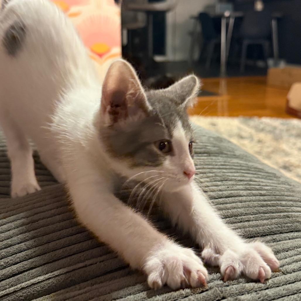 Enlarge Tadpole, a Adoptable Domestic Short Hair in Middleton, WI image 5/5