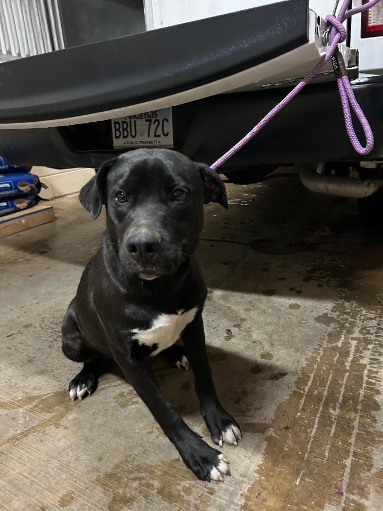 Enlarge Roger, a Adoptable mixed breed in Hot Springs, AR image 1/1