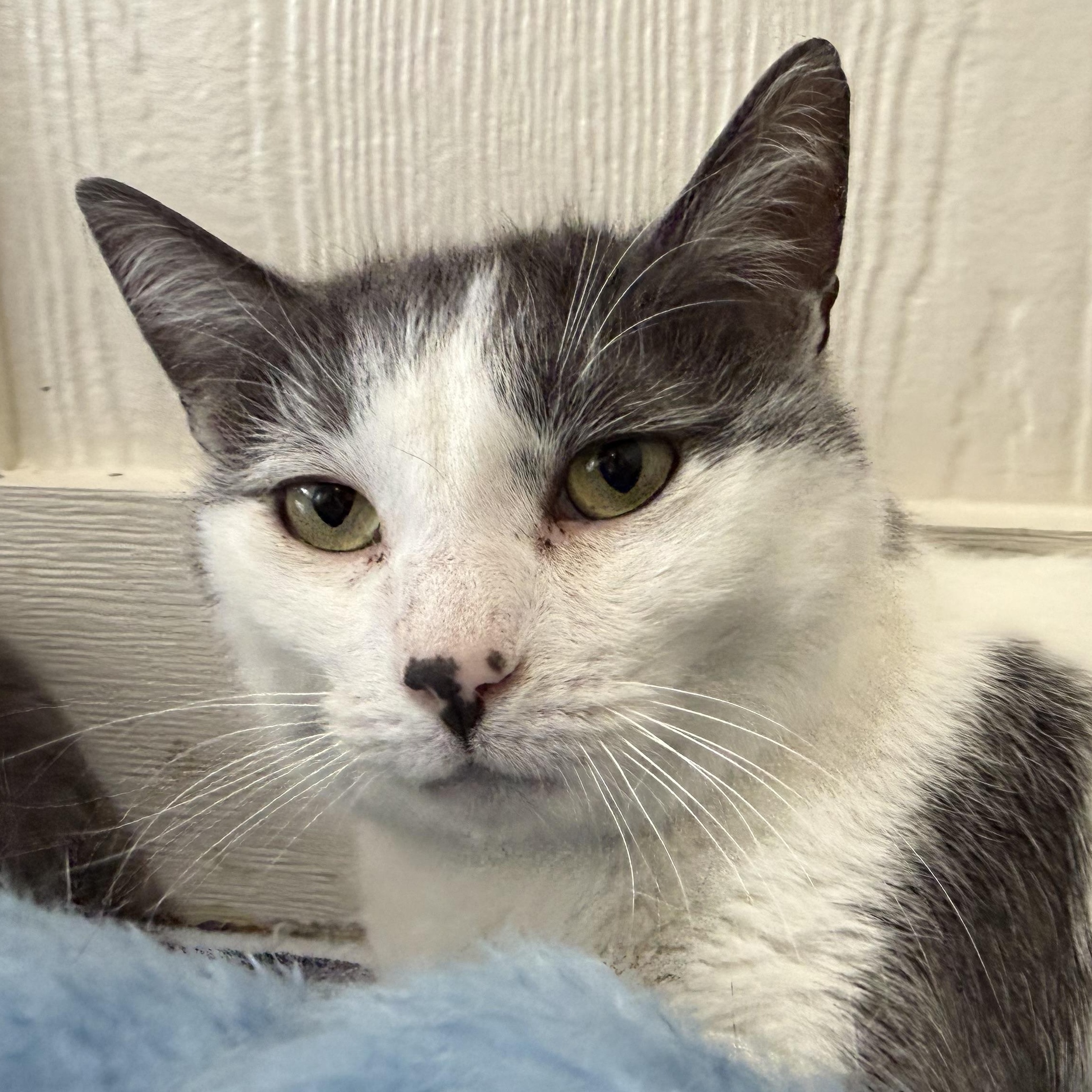 Kissie , a Adoptable mixed breed in Latrobe, PA image 2/5