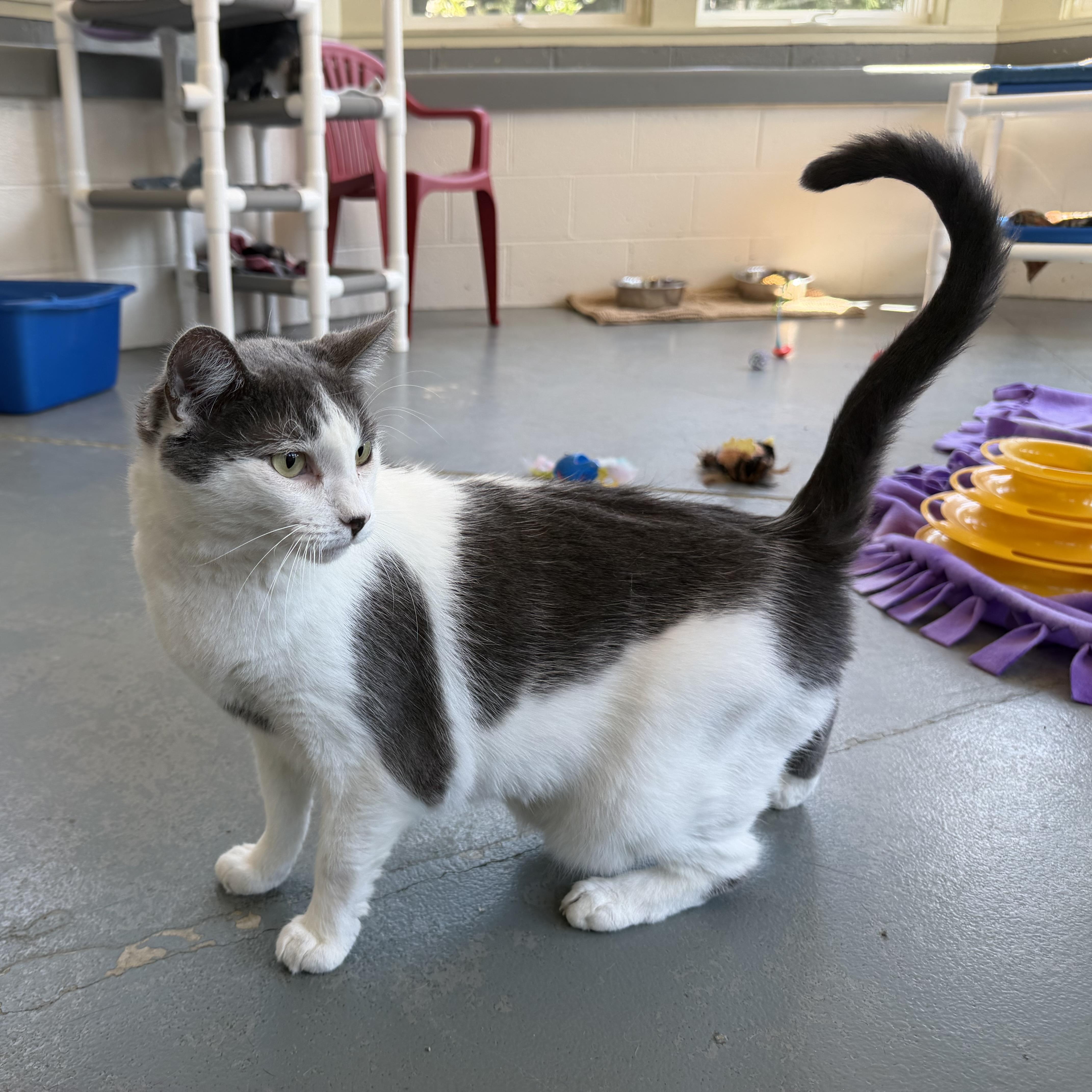 Enlarge Kissie , a Adoptable mixed breed in Latrobe, PA image 4/4
