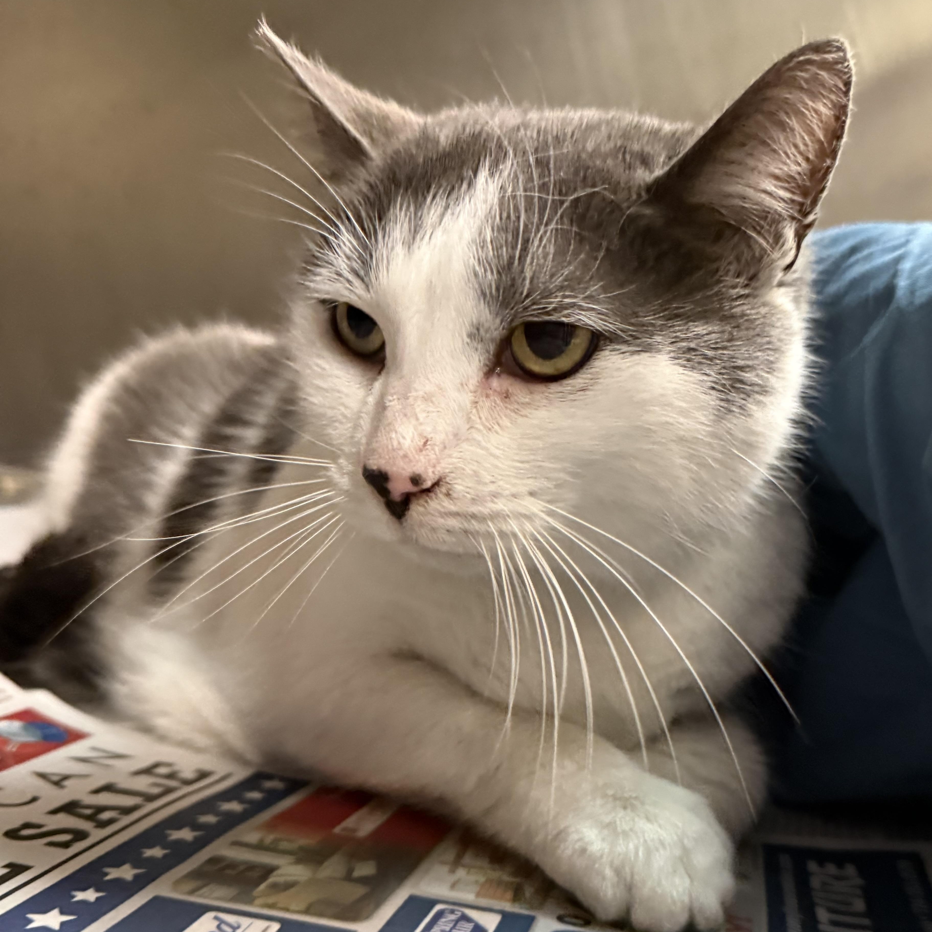Kissie , a Adoptable mixed breed in Latrobe, PA image 3/5