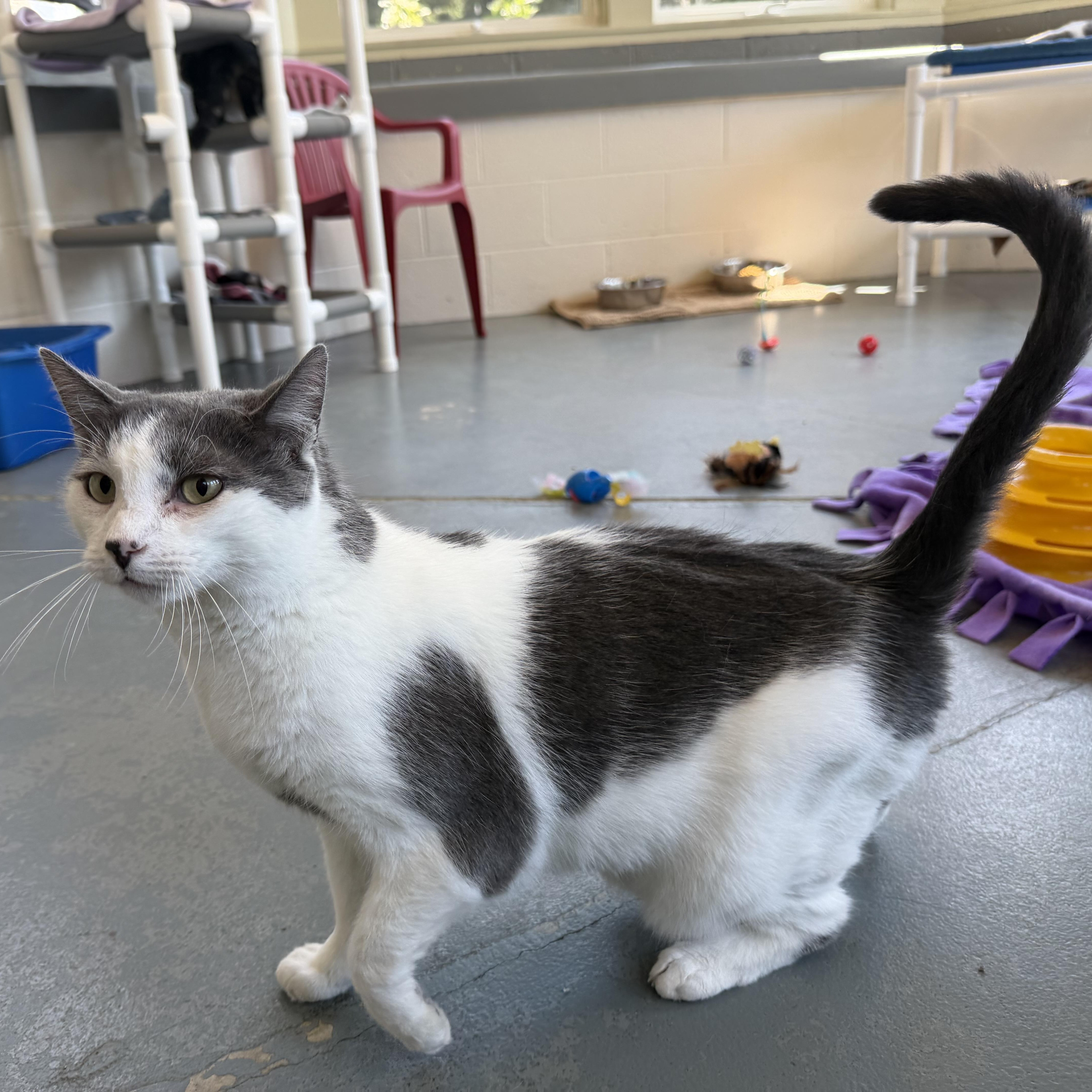 Kissie , Adoptable, Adult Male Domestic Short Hair.