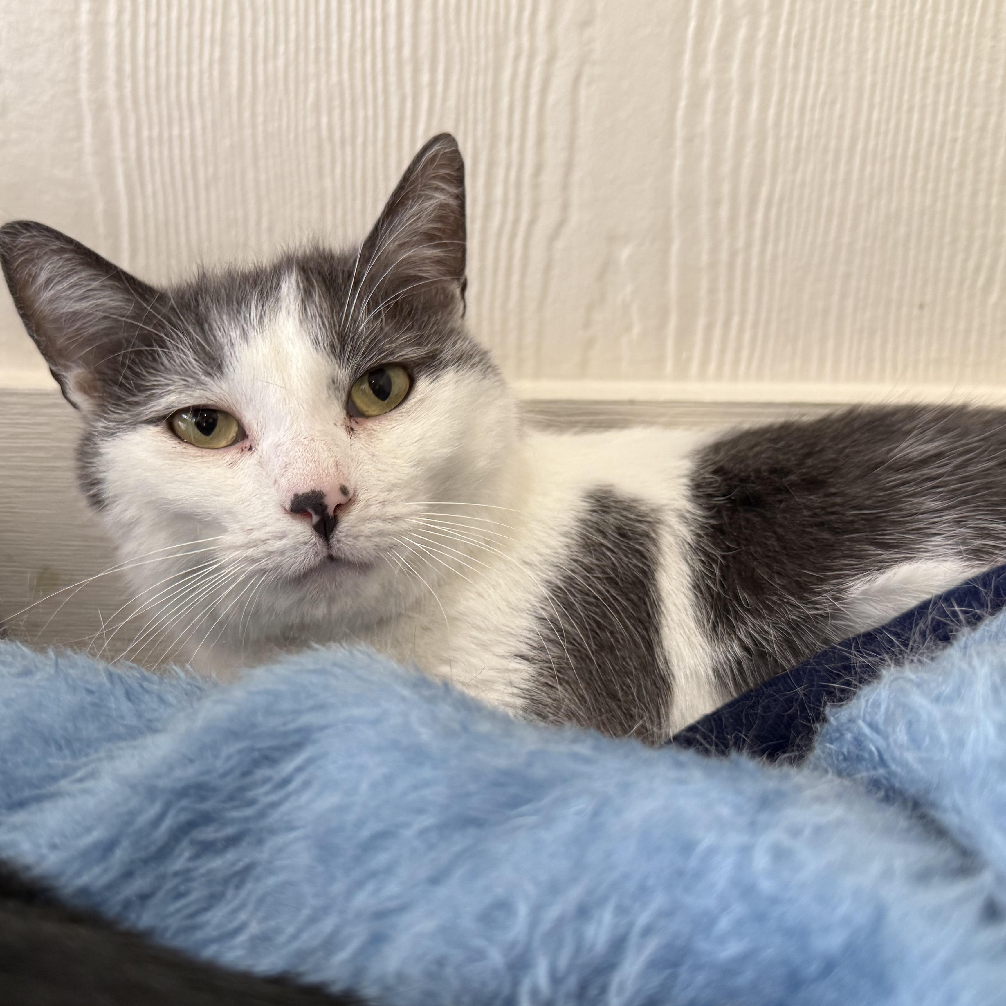 Kissie , a Adoptable mixed breed in Latrobe, PA image 4/5