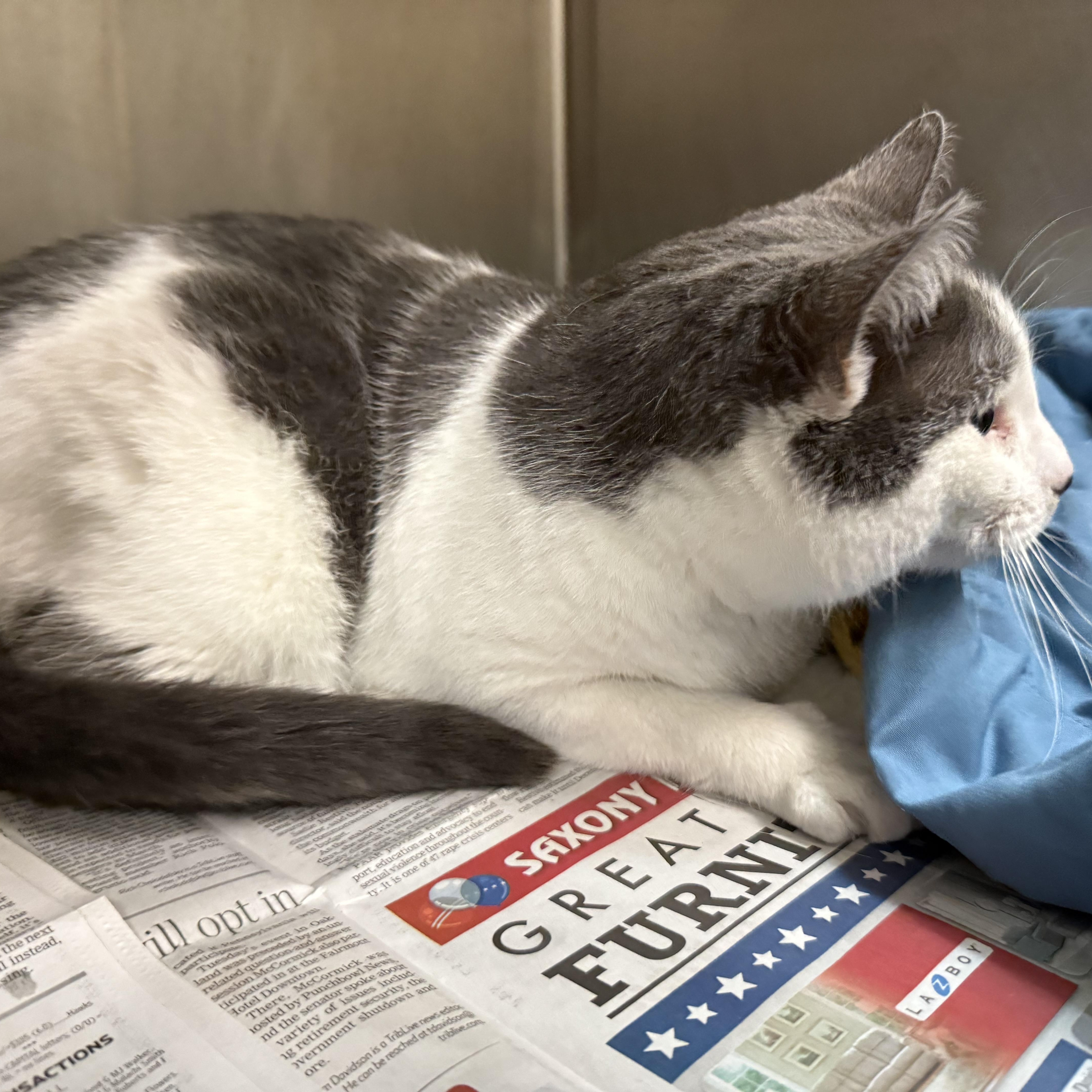 Kissie , a Adoptable mixed breed in Latrobe, PA image 5/5