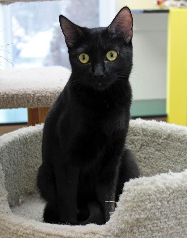 Gremlin, a ADOPTABLE Domestic Short Hair in Mansfield, MA image 2/2