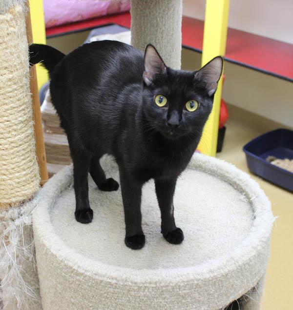 Gremlin, ADOPTABLE, Adult Female Domestic Short Hair.