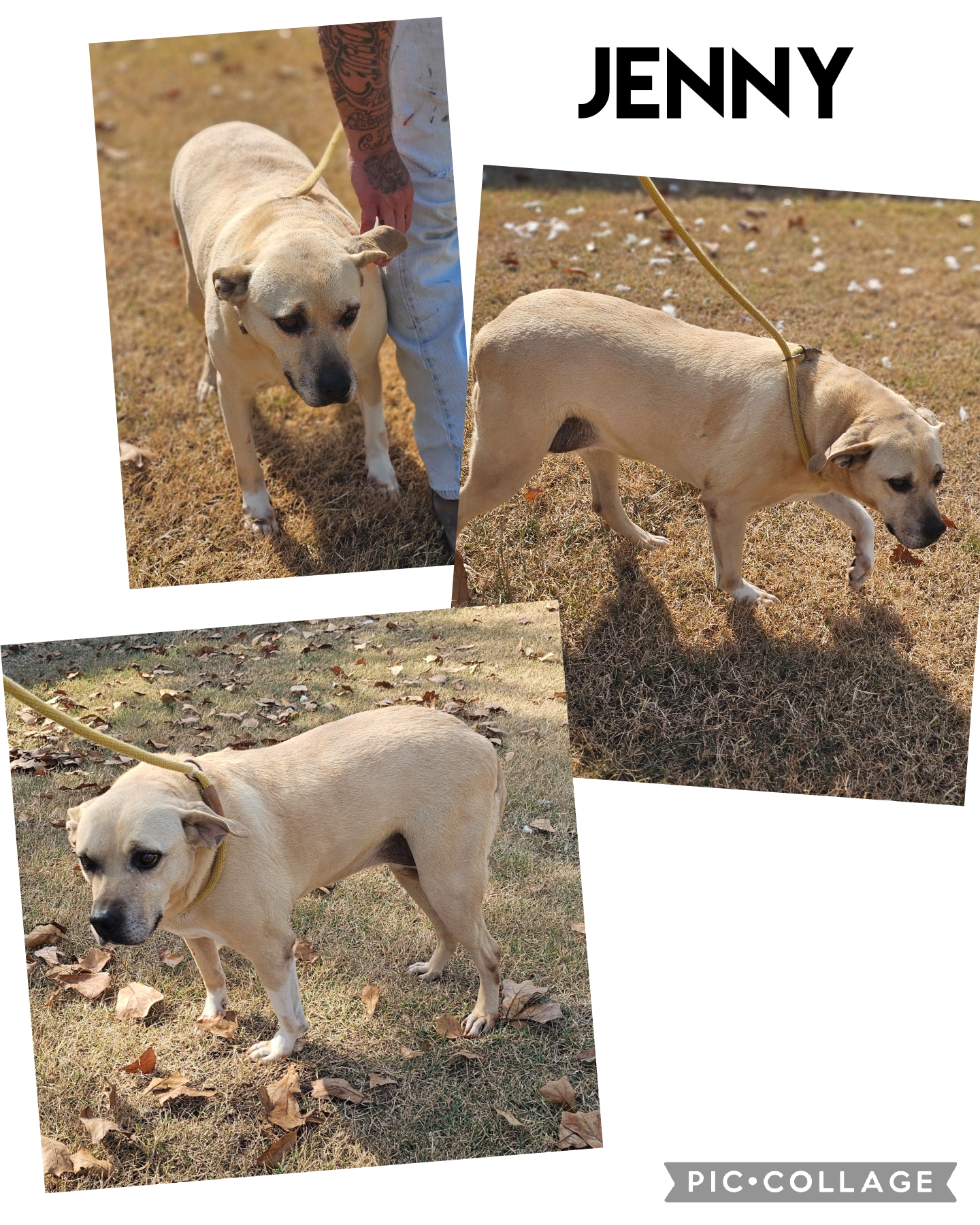 Jenny, Adoptable, Adult Female Labrador Retriever & American Staffordshire Terrier.