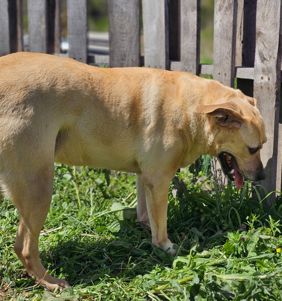 Jenny, a Adoptable mixed breed in Manchester, CT image 2/5