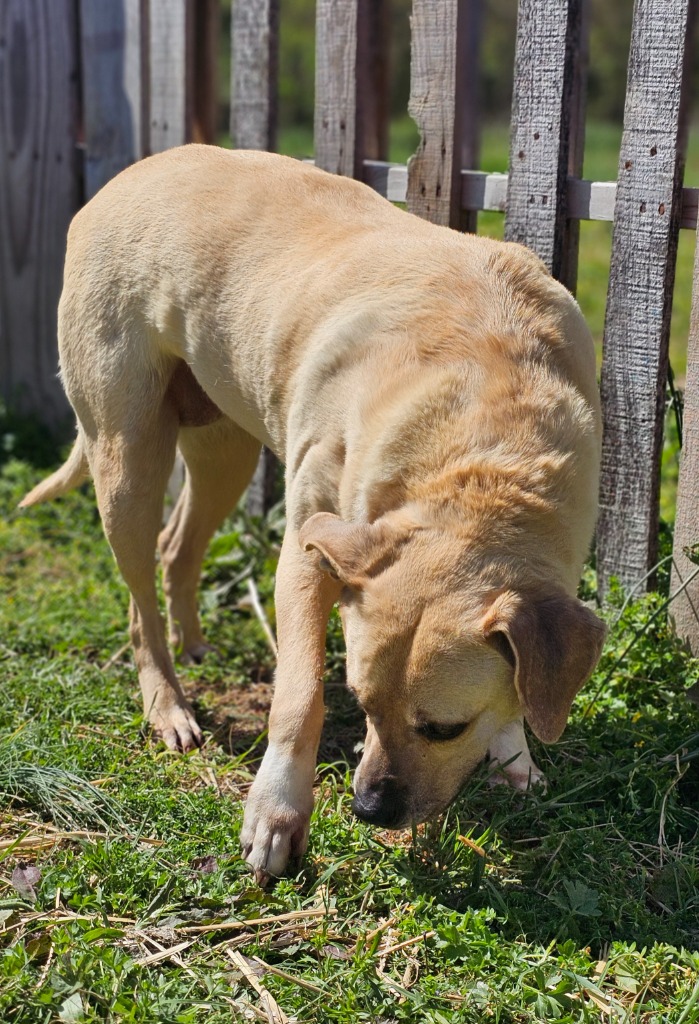 Jenny, a Adoptable mixed breed in Manchester, CT image 3/5