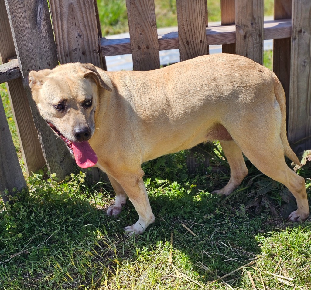 Jenny, a Adoptable mixed breed in Manchester, CT image 4/5