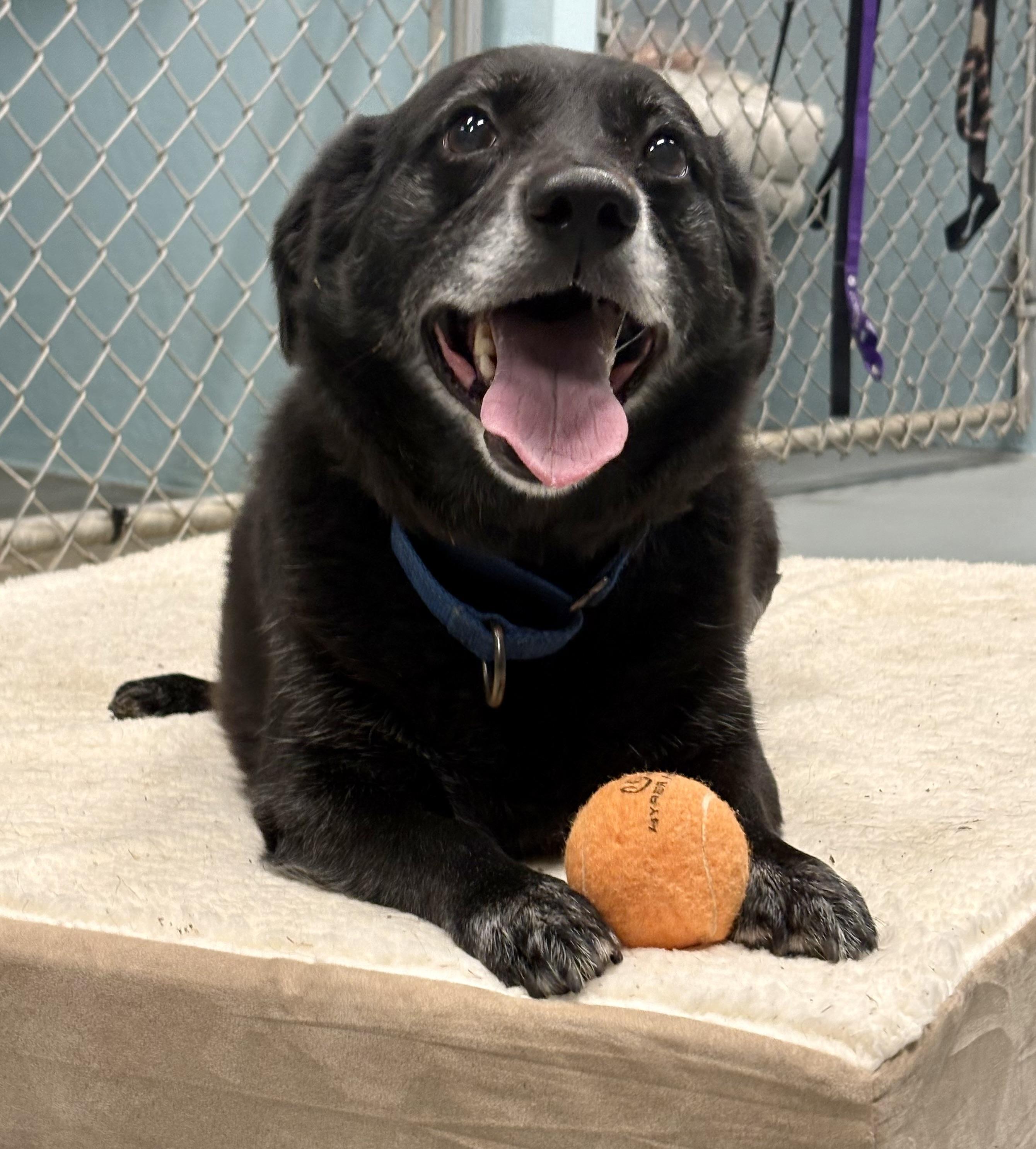 Enlarge Jack, a ADOPTABLE mixed breed in Athol, MA image 2/3
