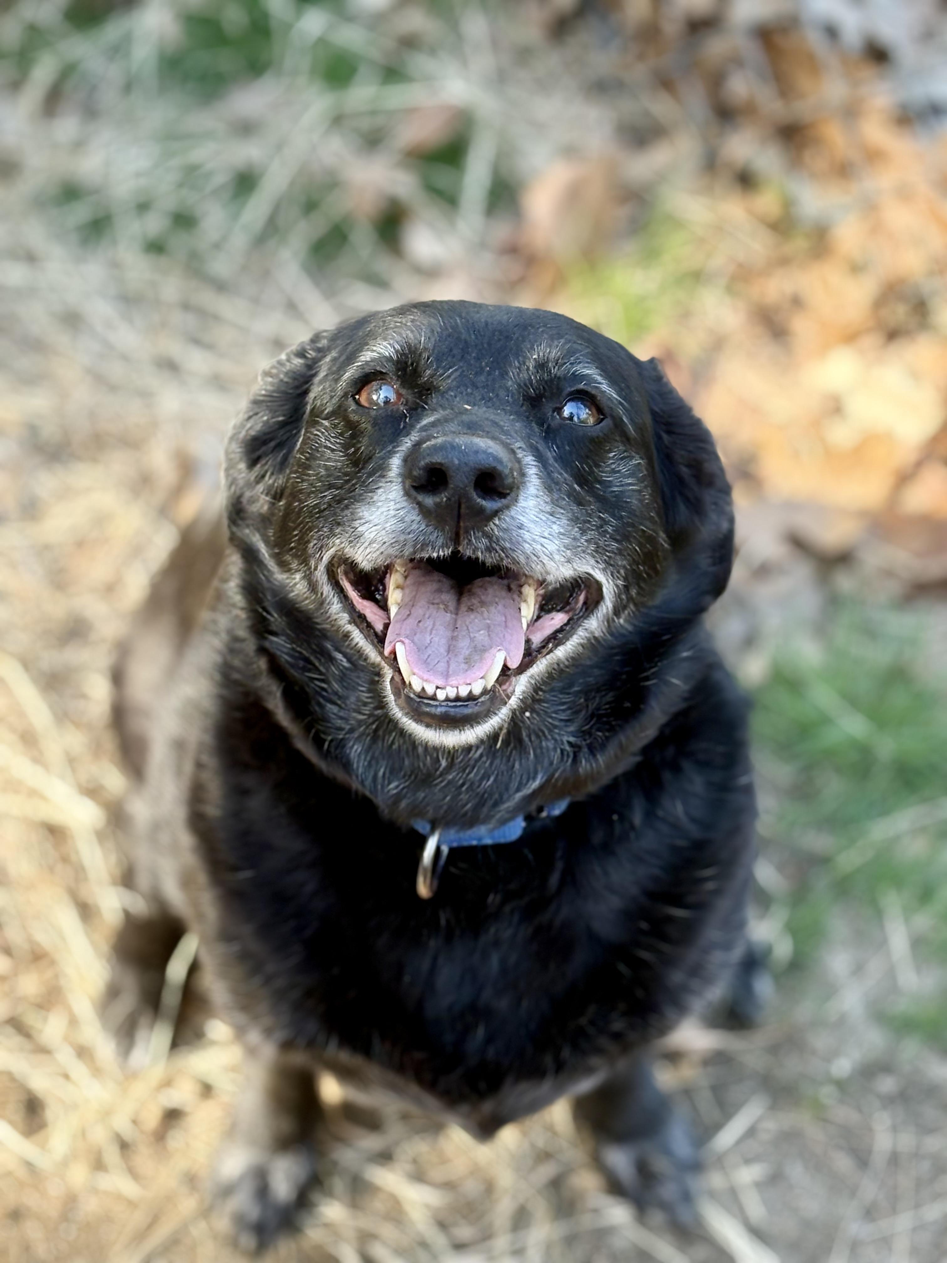 Jack, ADOPTABLE, Adult Male Labrador Retriever.