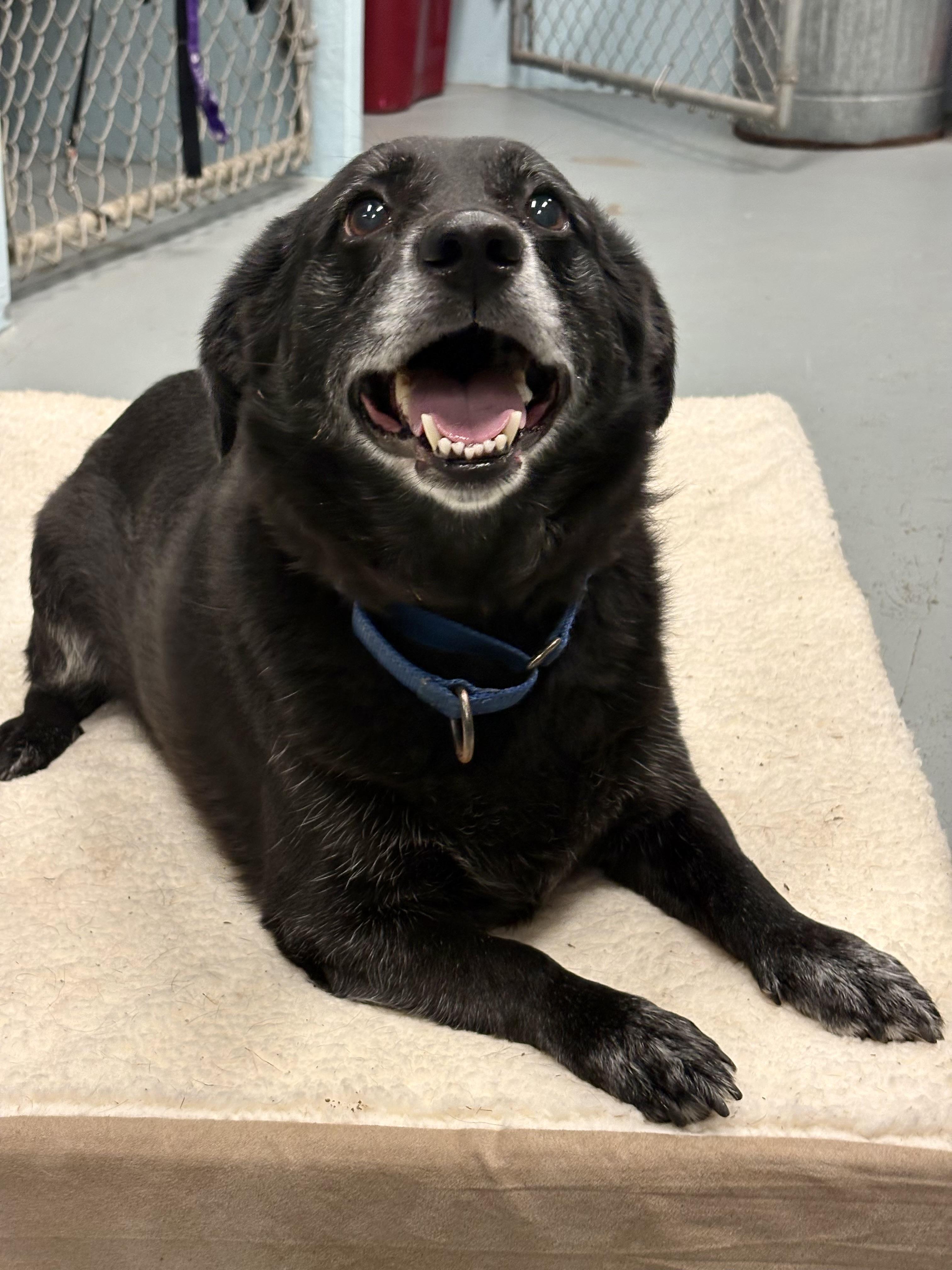 Enlarge Jack, a ADOPTABLE mixed breed in Athol, MA image 3/3
