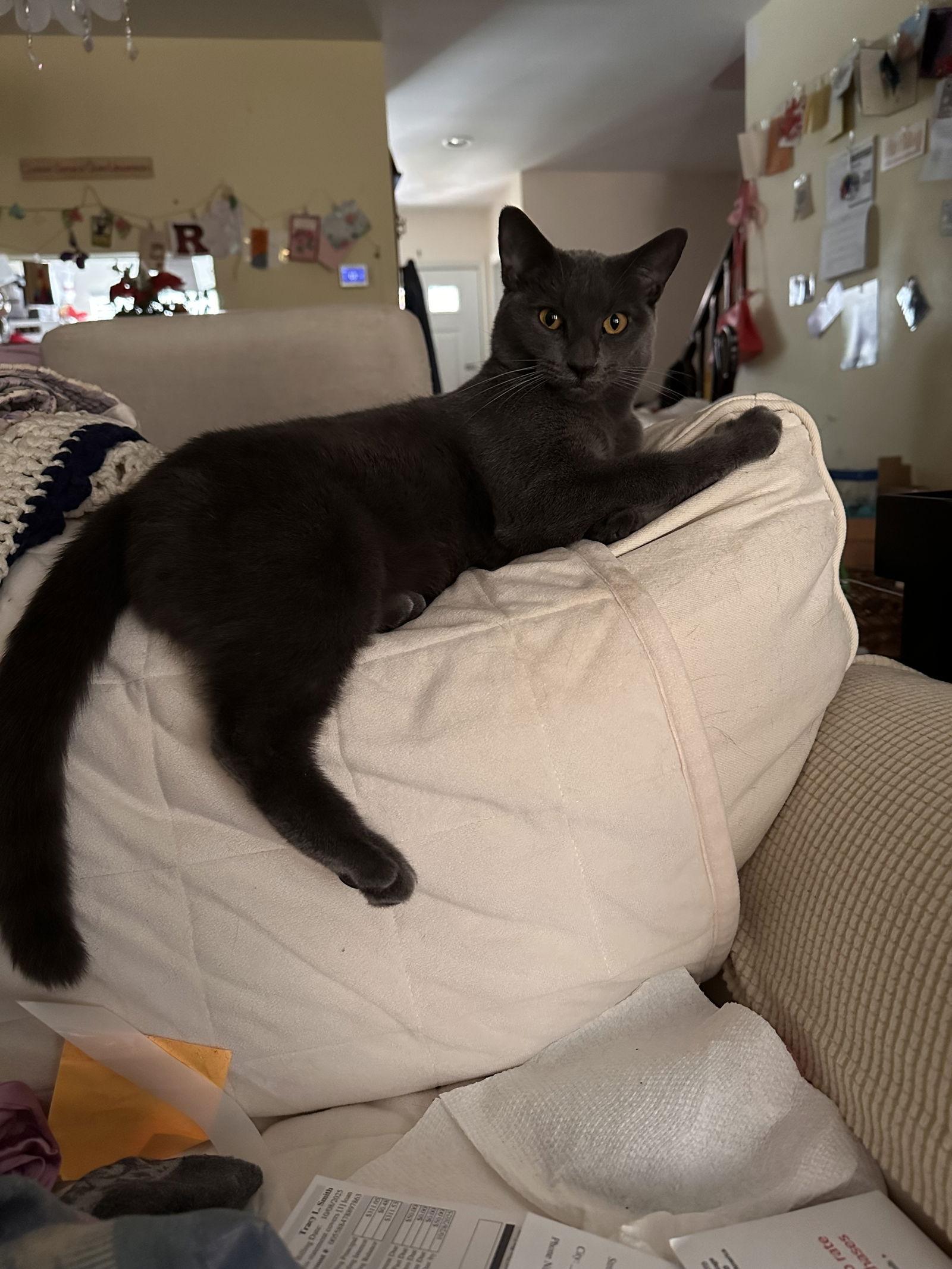 Sugar BI, a Adoptable Domestic Short Hair in Trenton, NJ image 1/3