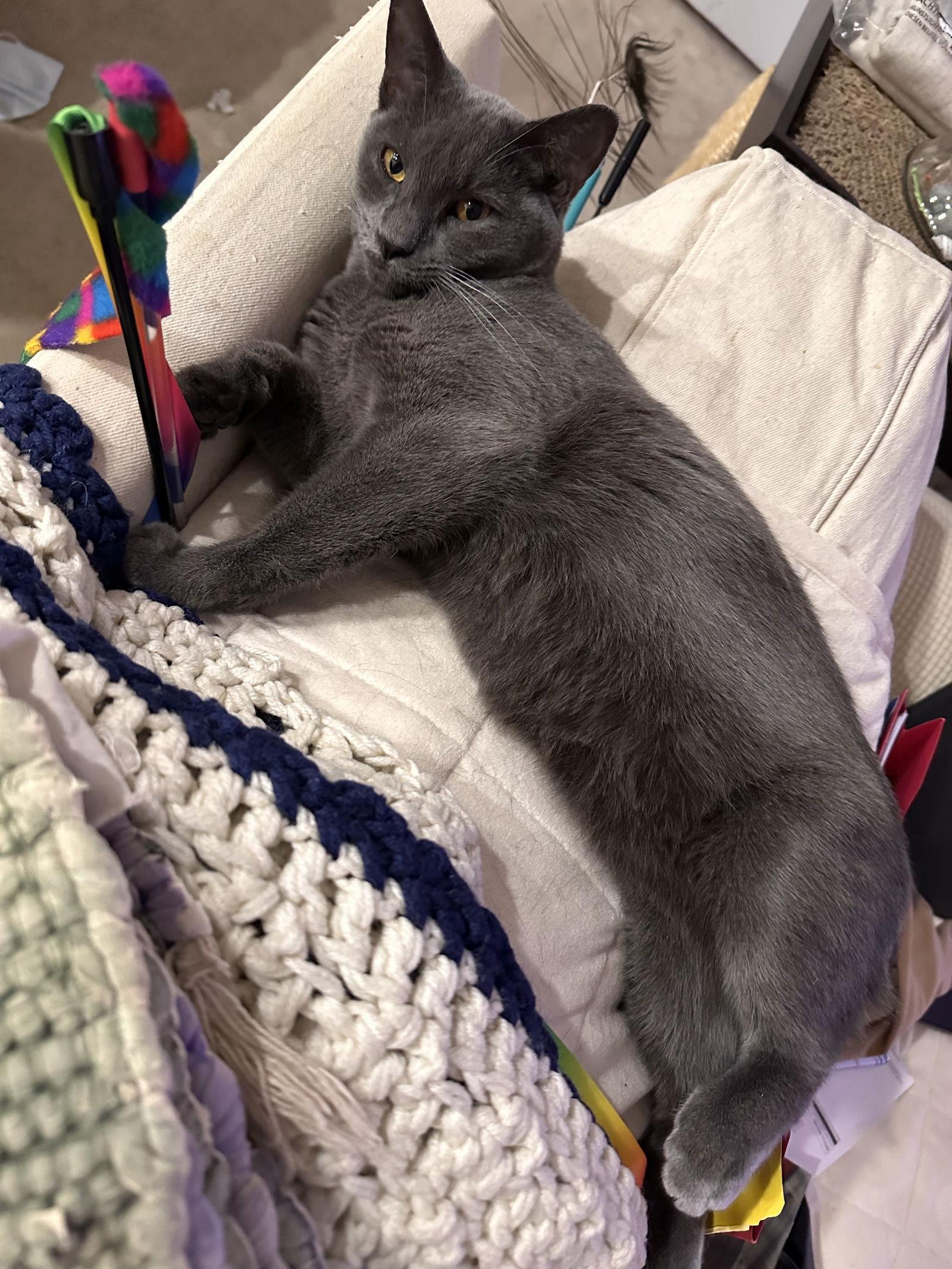 Sugar BI, a Adoptable Domestic Short Hair in Trenton, NJ image 3/3