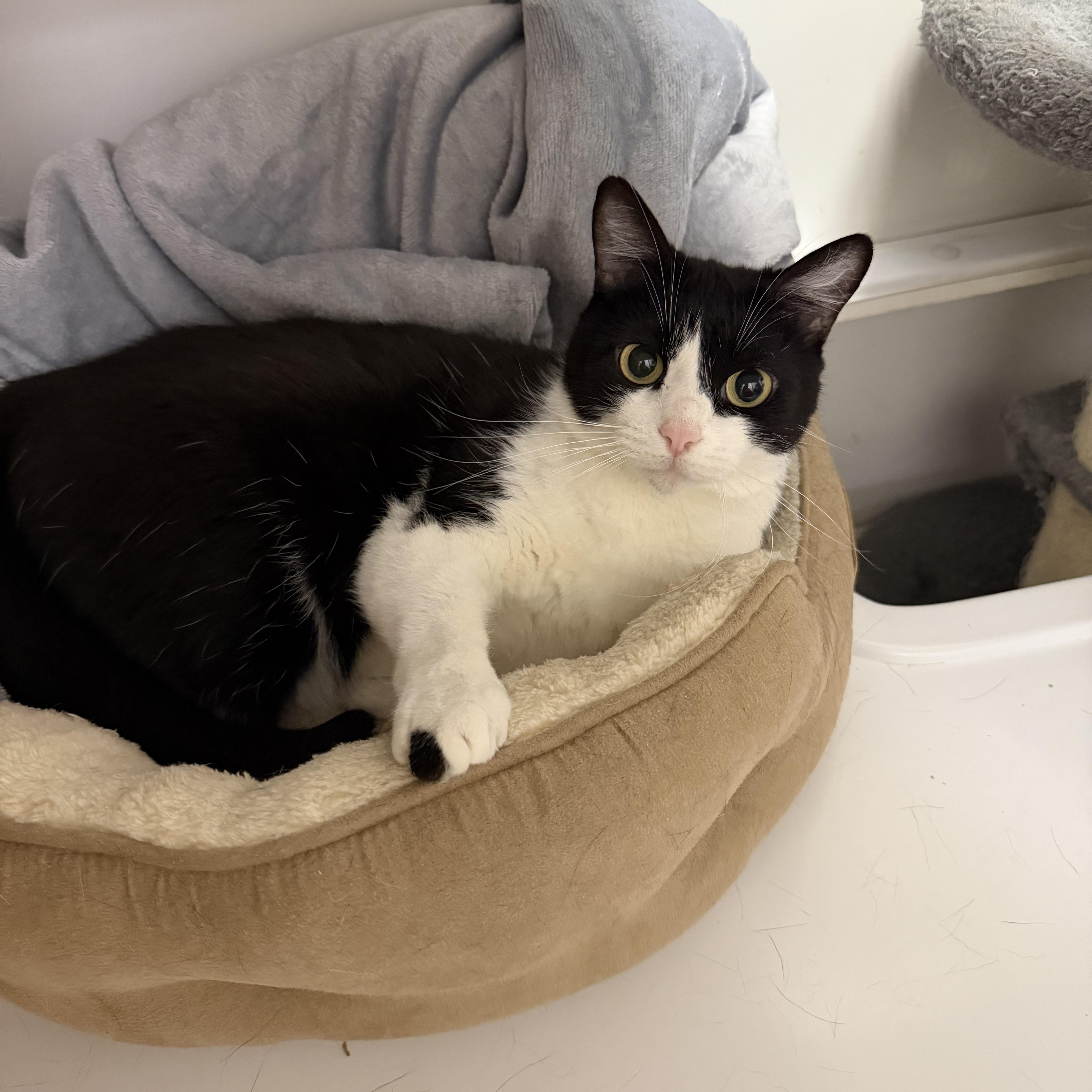 Cleo - Riley Fuzzel Petsmart