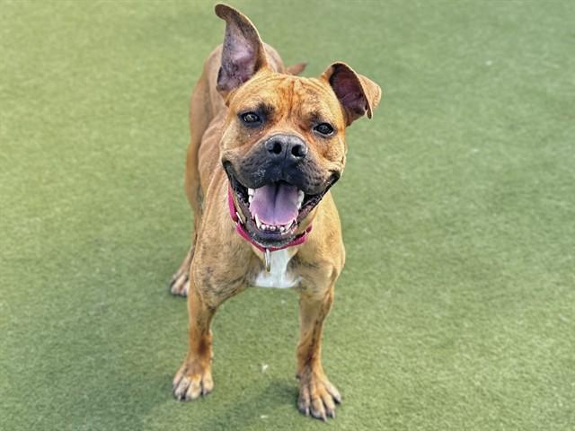 Enlarge KELSO, a Adoptable mixed breed in Martinez, CA image 1/1