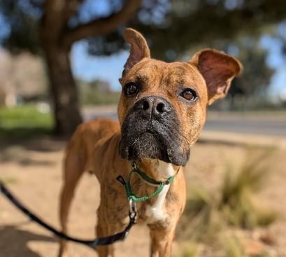 KELSO, Adoptable, Young Male Boxer & Mixed Breed.