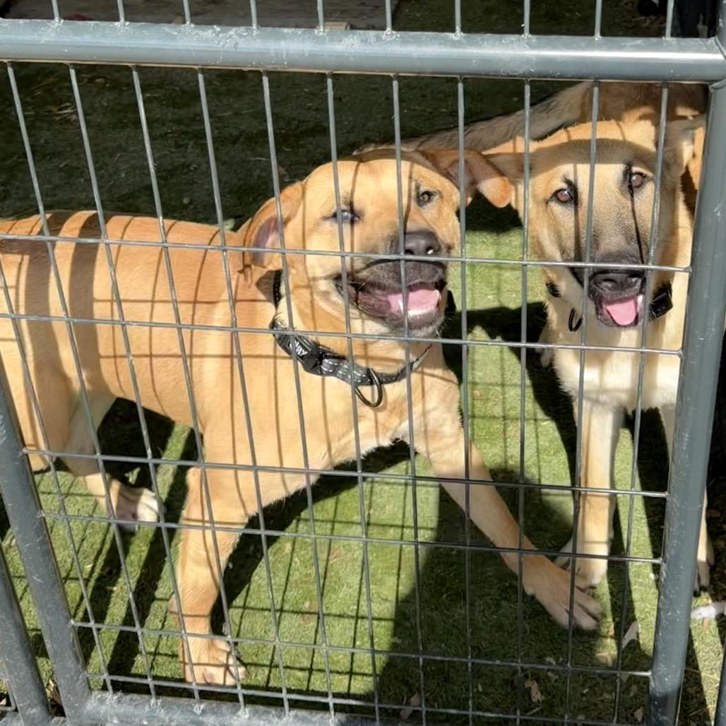 Rocko, Adoptable, Young Male Shepherd & Black Mouth Cur.