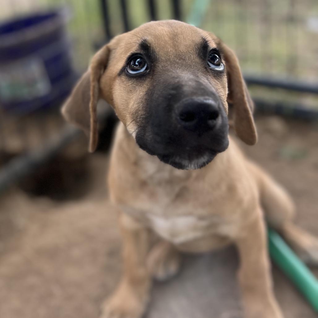 Enlarge Rocko, a Adoptable mixed breed in Aledo, TX image 2/6