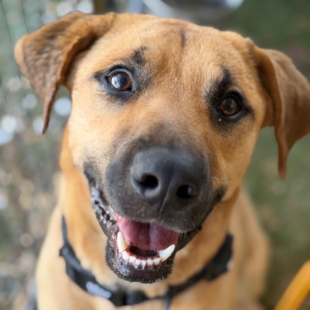 Enlarge Rocko, a Adoptable mixed breed in Aledo, TX image 3/6