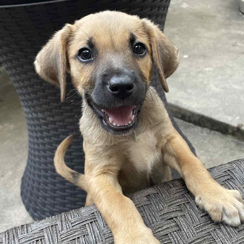 Enlarge Rocko, a Adoptable mixed breed in Aledo, TX image 4/6
