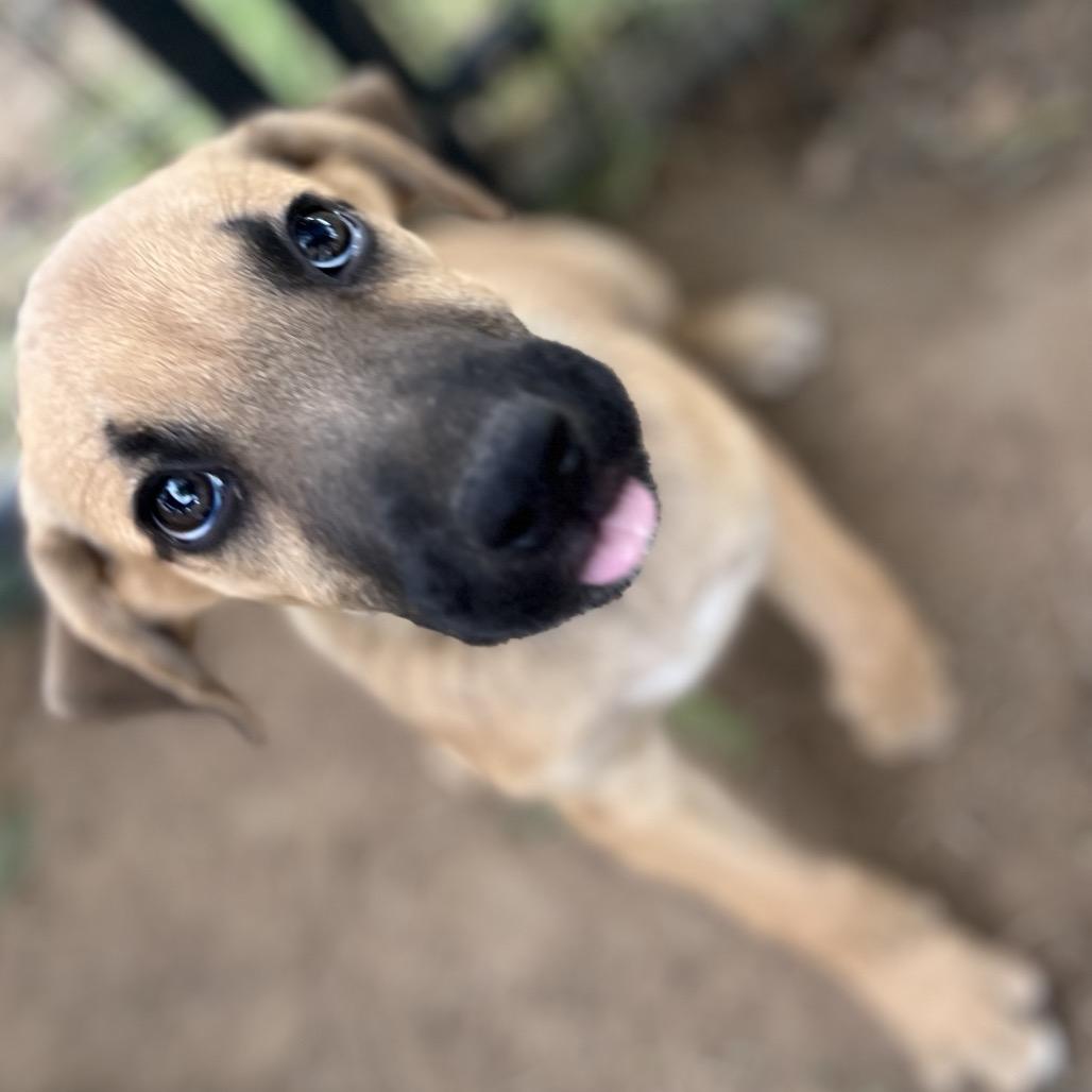 Enlarge Rocko, a Adoptable mixed breed in Aledo, TX image 5/6