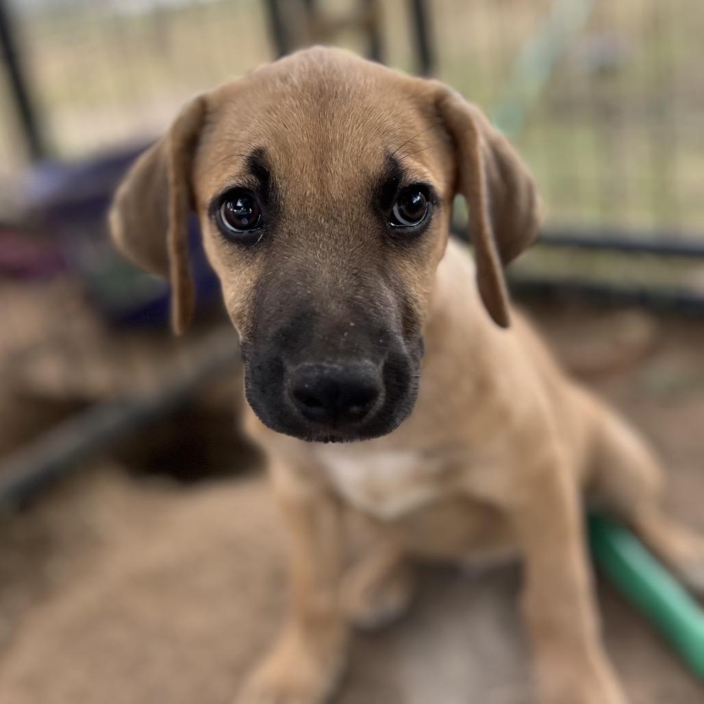 Enlarge Rocko, a Adoptable mixed breed in Aledo, TX image 6/6