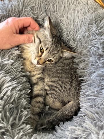 Zen, Adoptable, Young Male Domestic Short Hair.