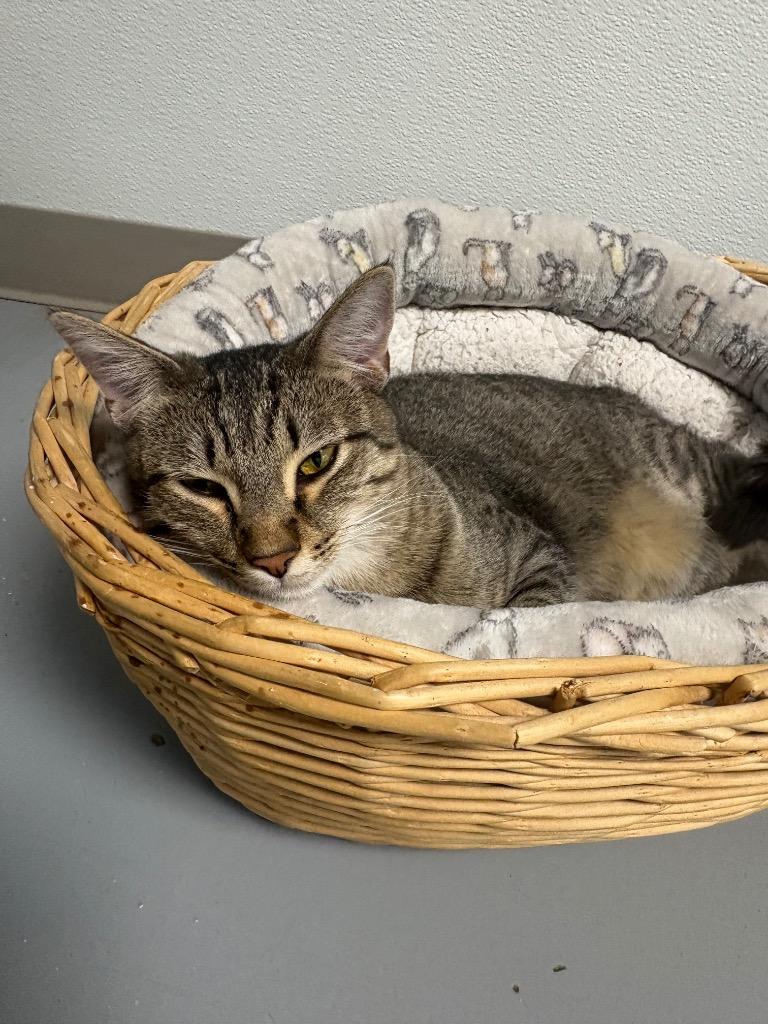 Enlarge Zen, a Adoptable mixed breed in Batesville, AR image 1/2