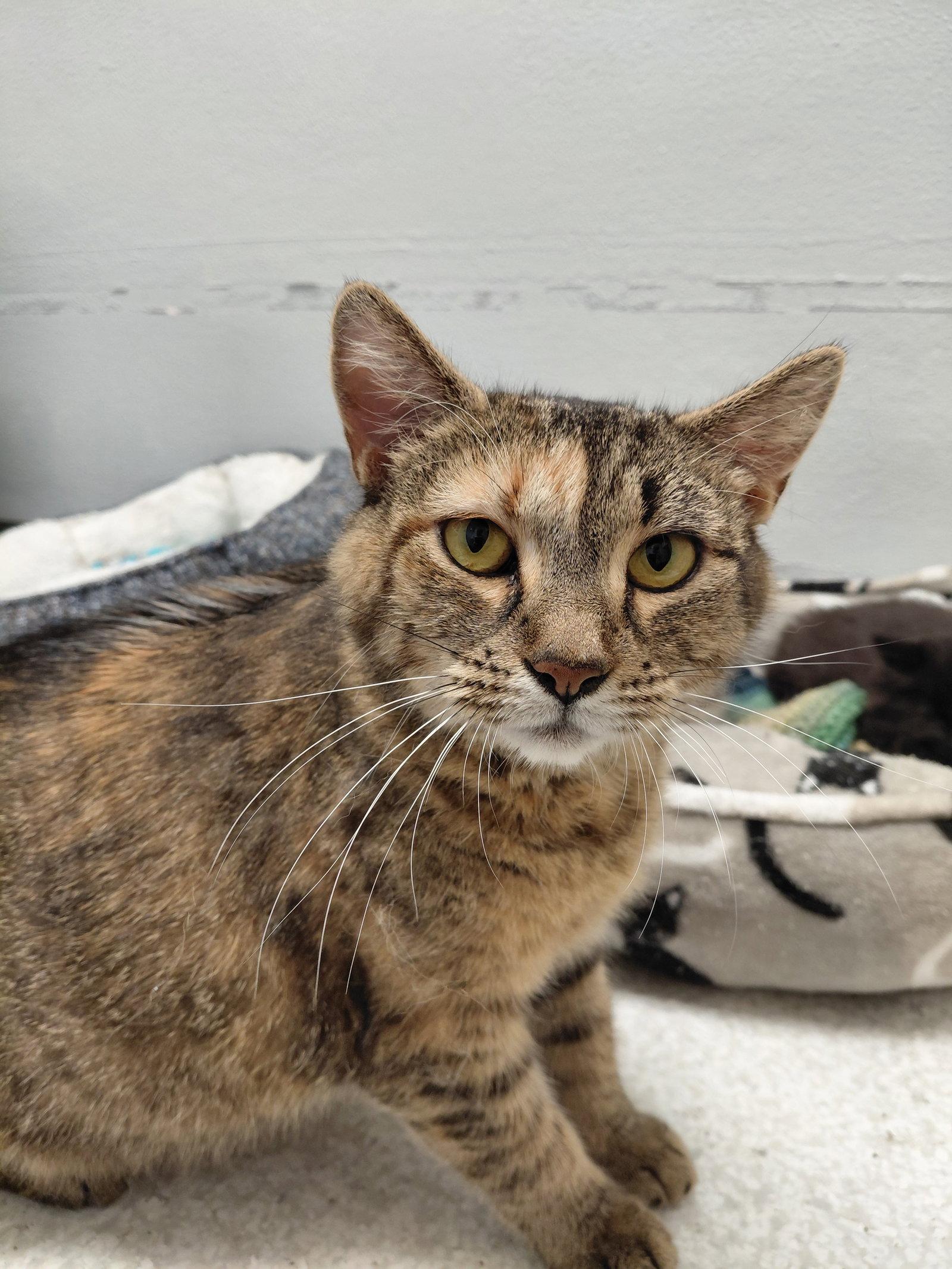 Enlarge Jersey @ The Cat's Brew, a Adopted Domestic Short Hair in Montello, WI image 1/2