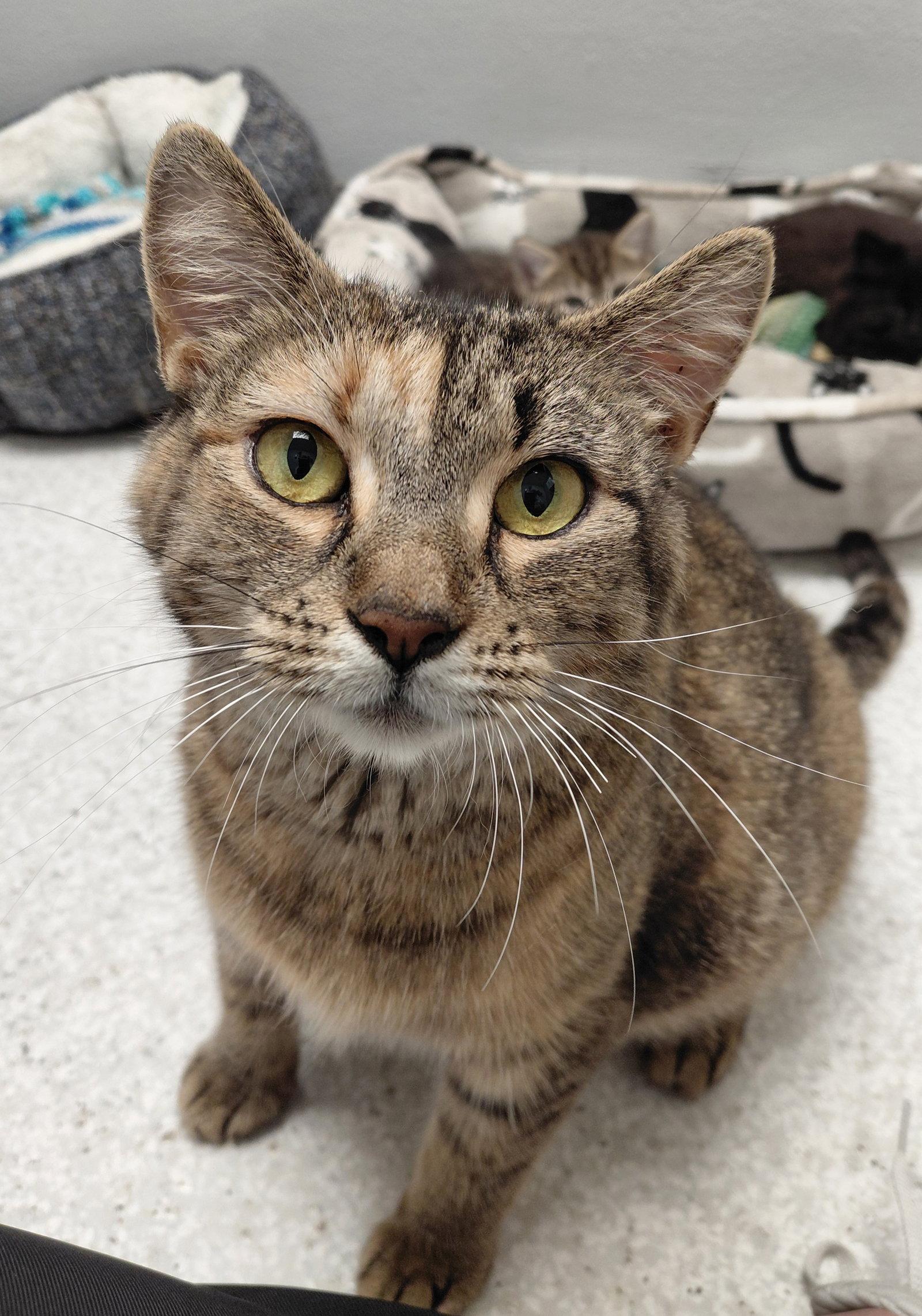 Enlarge Jersey @ The Cat's Brew, a Adopted Domestic Short Hair in Montello, WI image 2/2