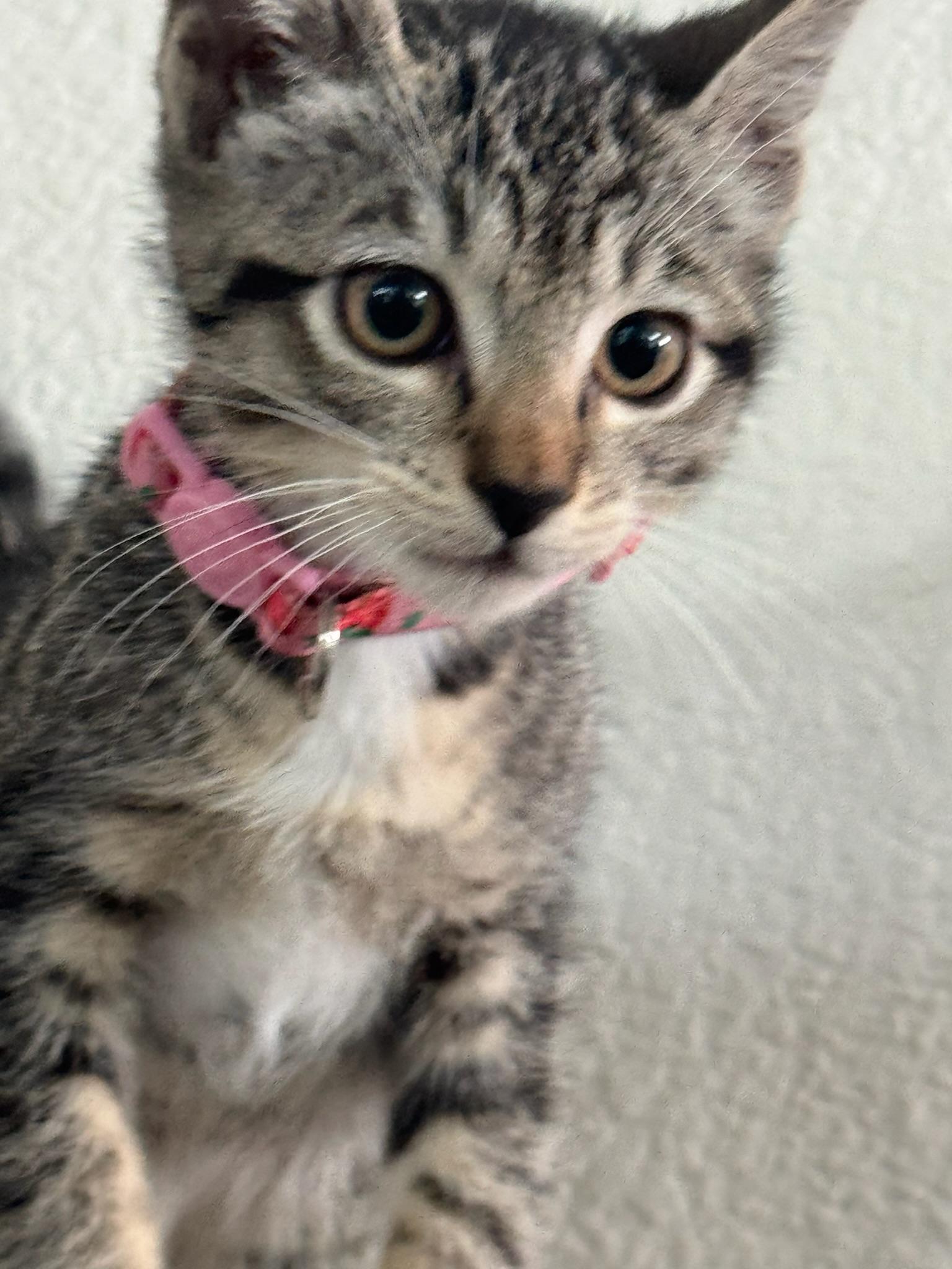 Camila - female kitten, a ADOPTABLE Tabby in San Francisco, CA image 2/5