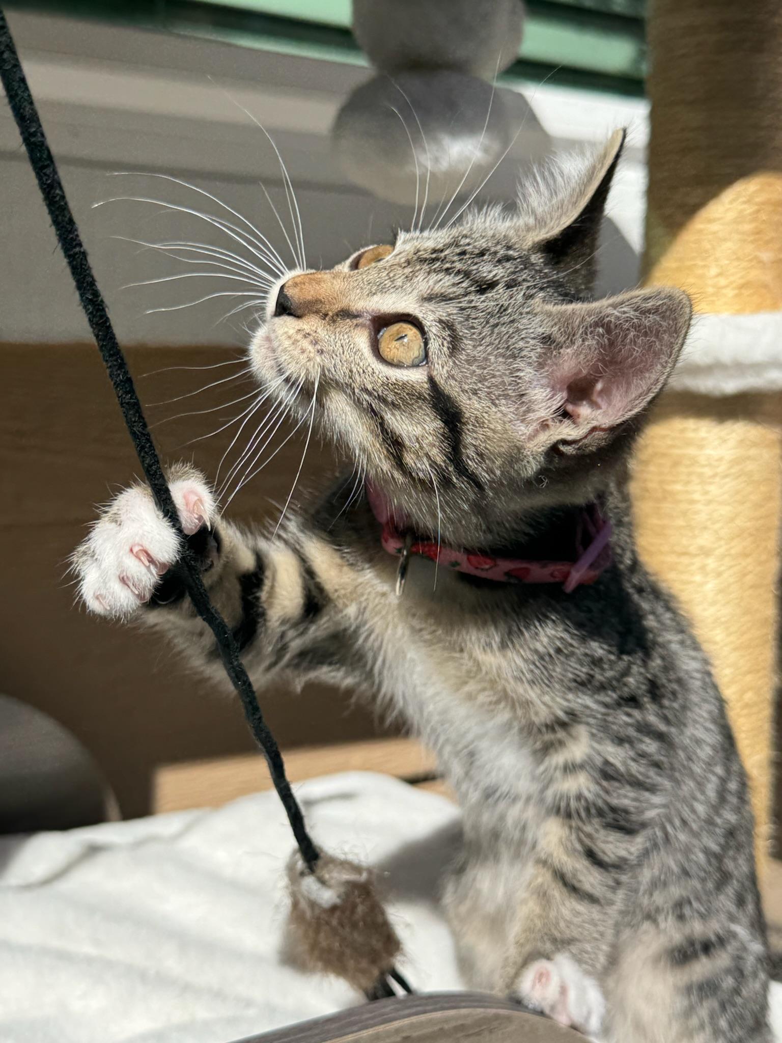 Camila - female kitten, a ADOPTABLE Tabby in San Francisco, CA image 5/5