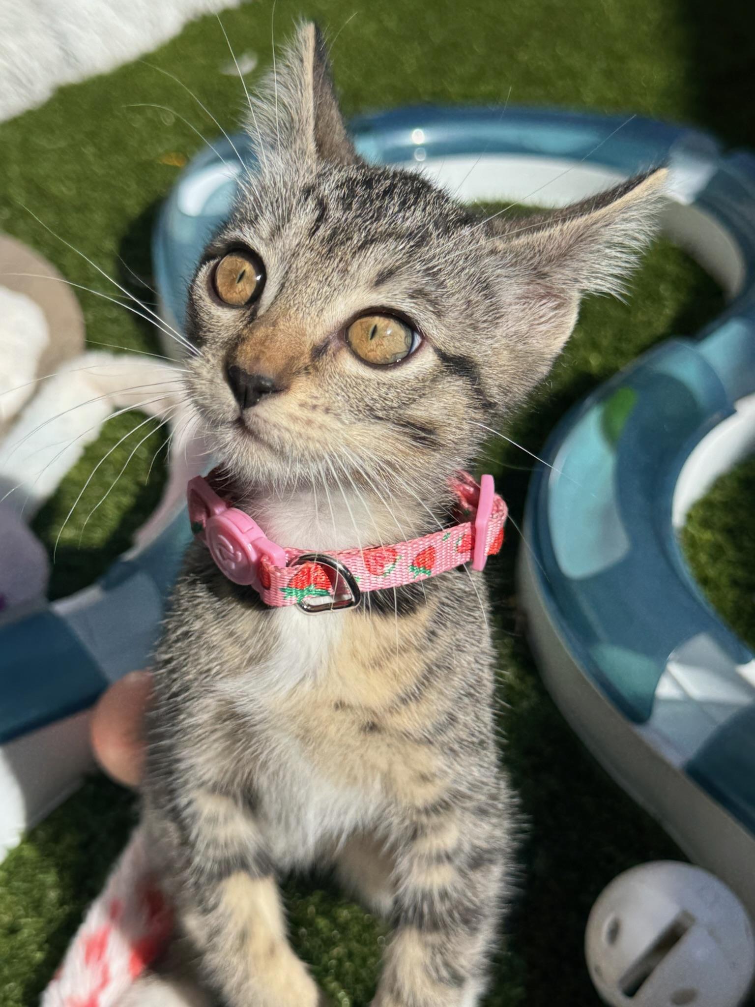 Camila - female kitten, a ADOPTABLE Tabby in San Francisco, CA image 4/5