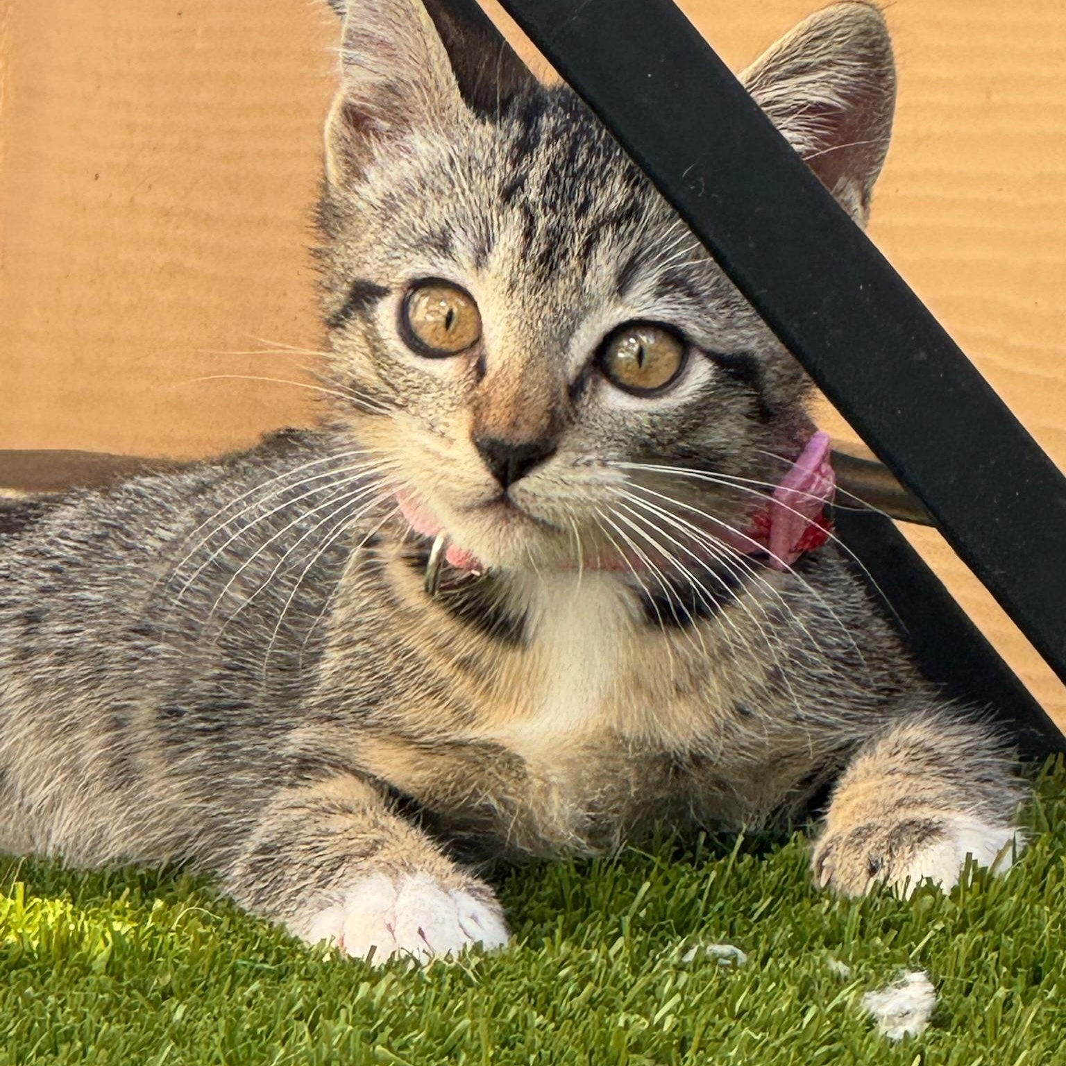 Camila - female kitten, a ADOPTABLE Tabby in San Francisco, CA image 1/5