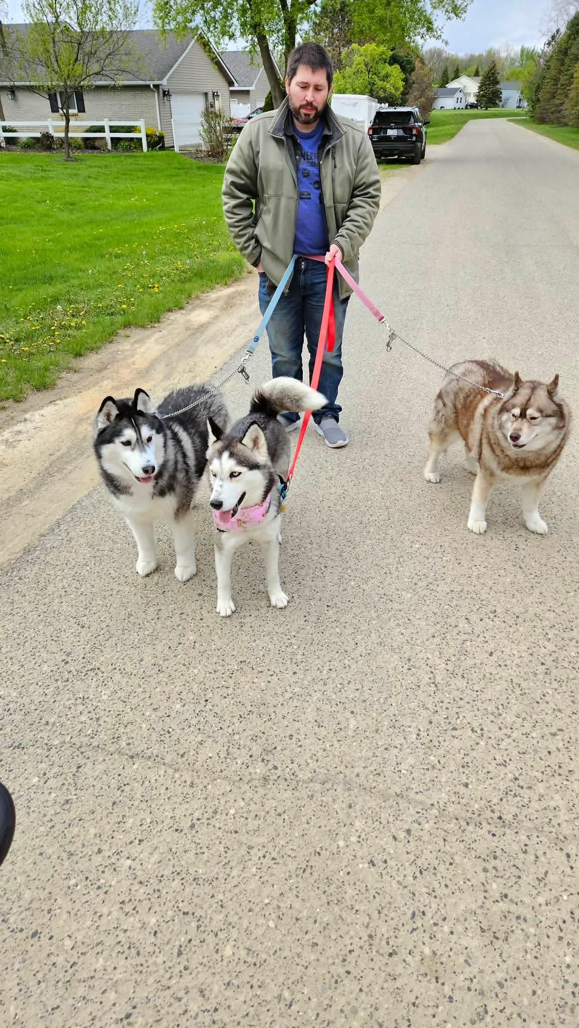 Alaska, Adoptable, Adult Female Siberian Husky.