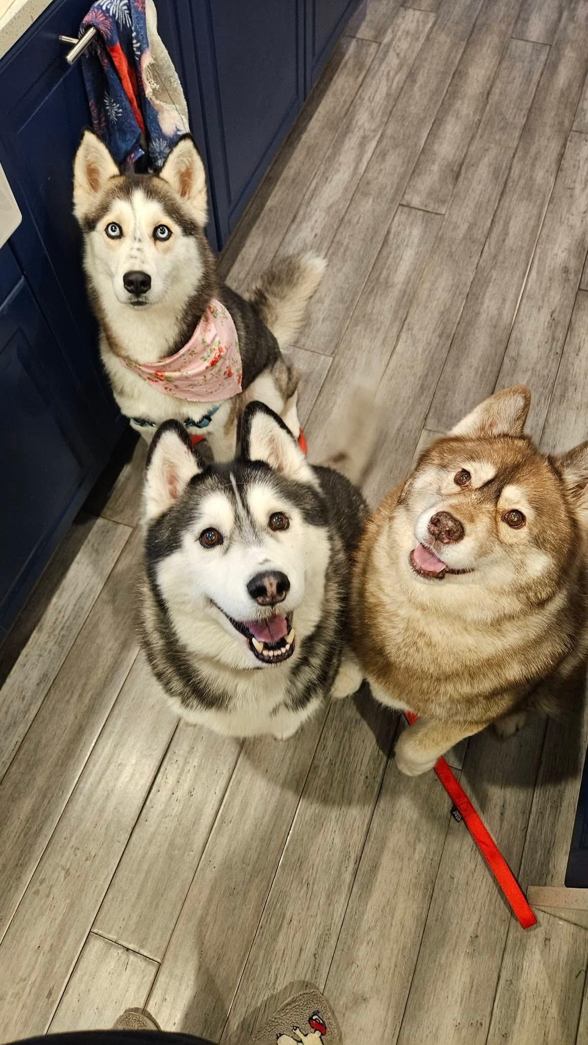 Alaska, a Adoptable Siberian Husky in Bloomfield Hills, MI image 2/3