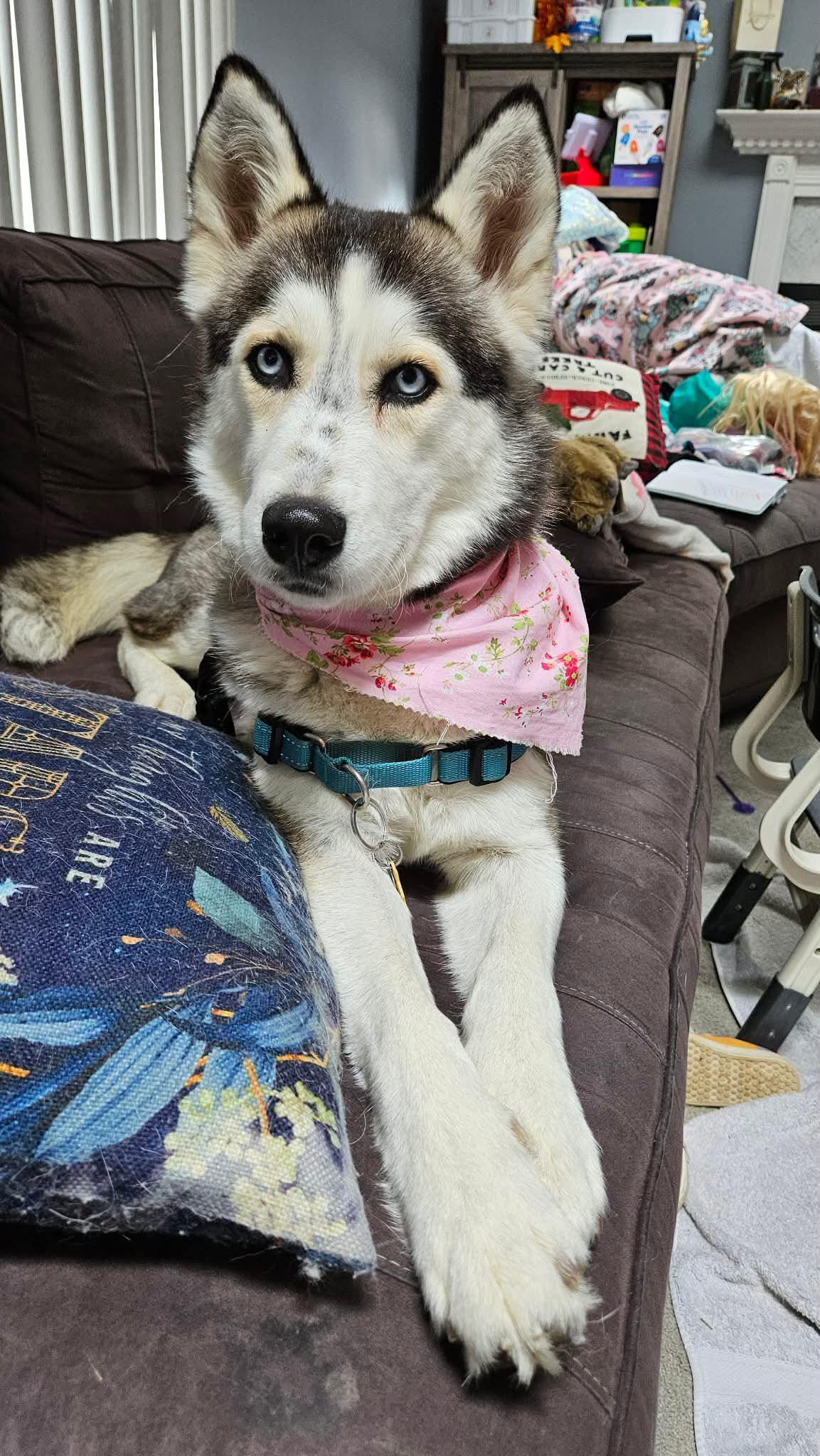Alaska, a Adoptable Siberian Husky in Bloomfield Hills, MI image 3/3