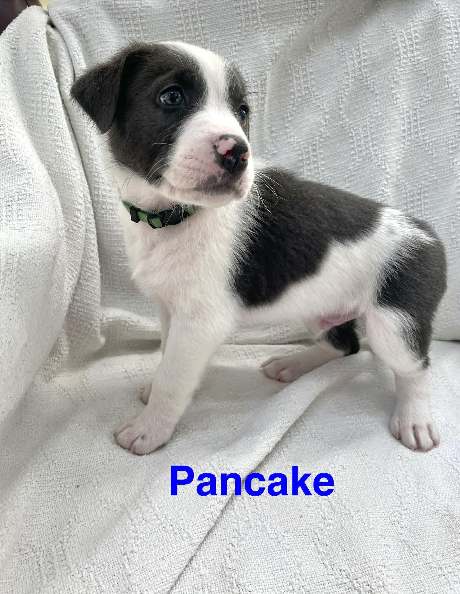 Enlarge PANCAKE, a Adoptable mixed breed in Madisonville, LA image 2/2