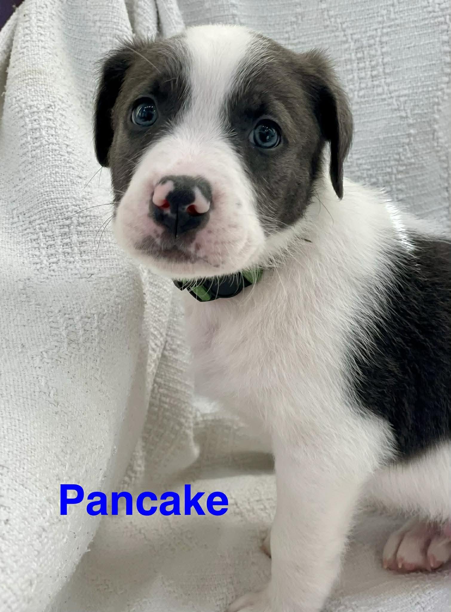 Enlarge PANCAKE, a Adoptable mixed breed in Madisonville, LA image 1/2