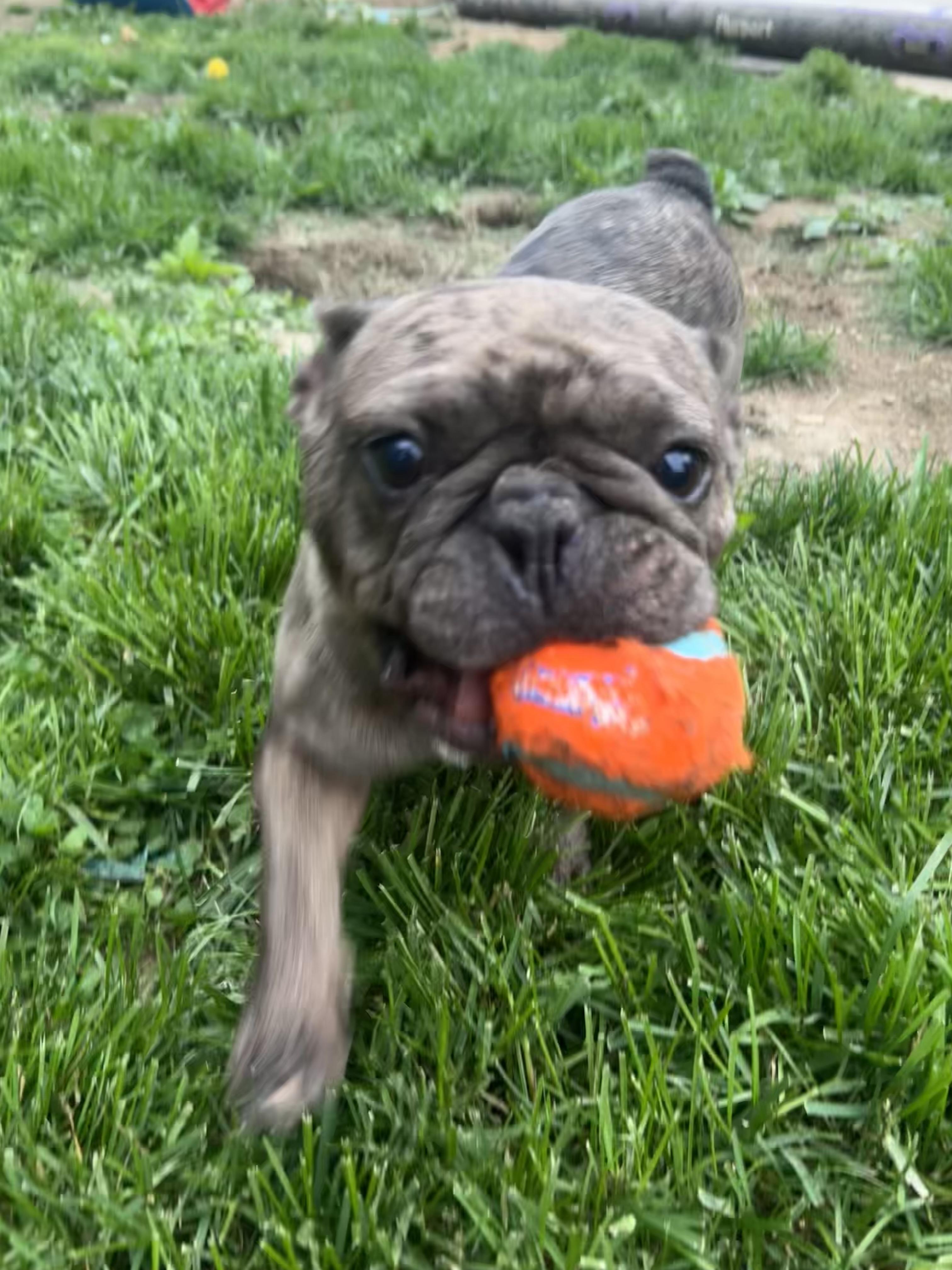 Chocco, a Adoptable French Bulldog in Alexandria, VA image 5/5