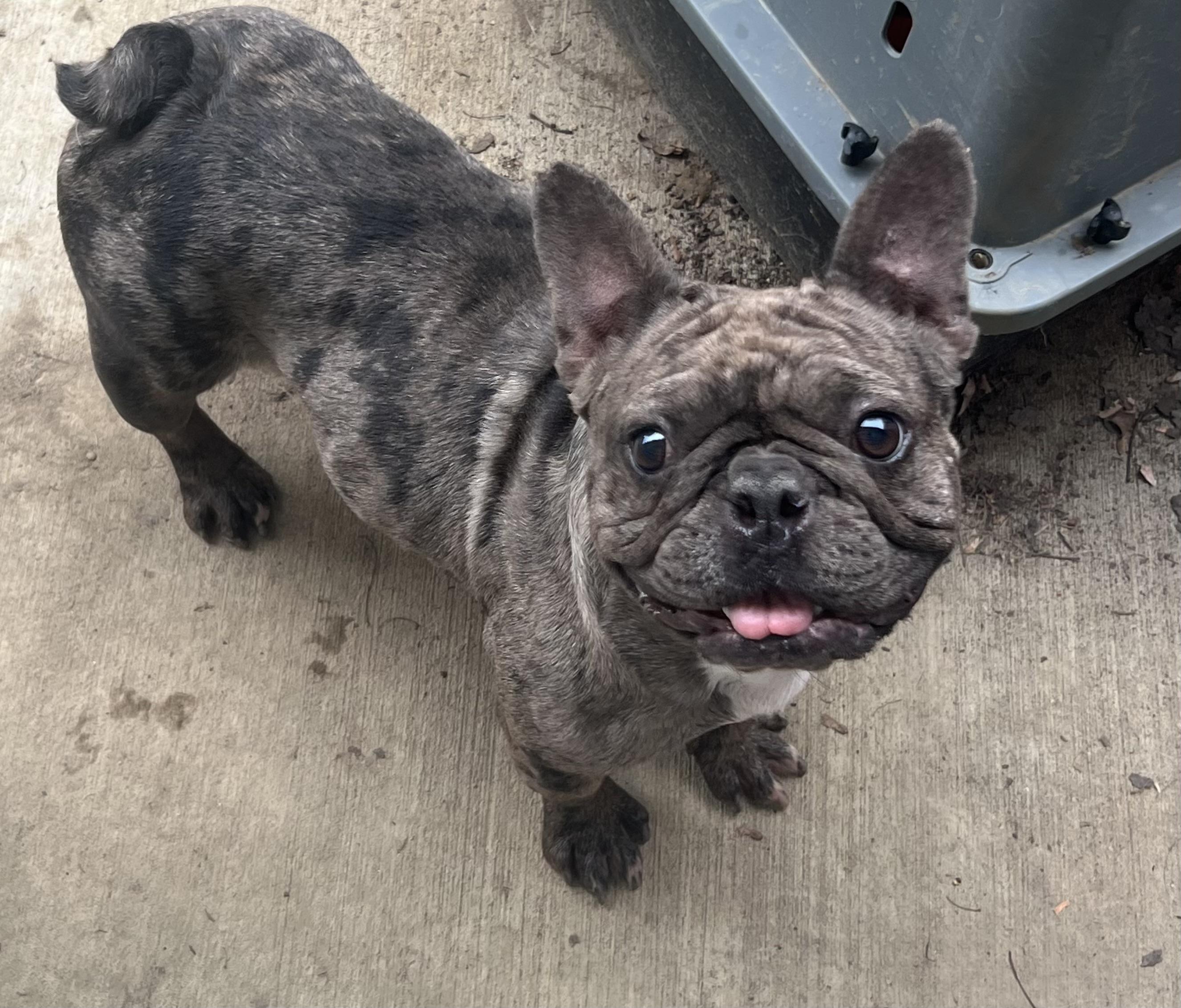 Chocco, a Adoptable French Bulldog in Alexandria, VA image 2/5