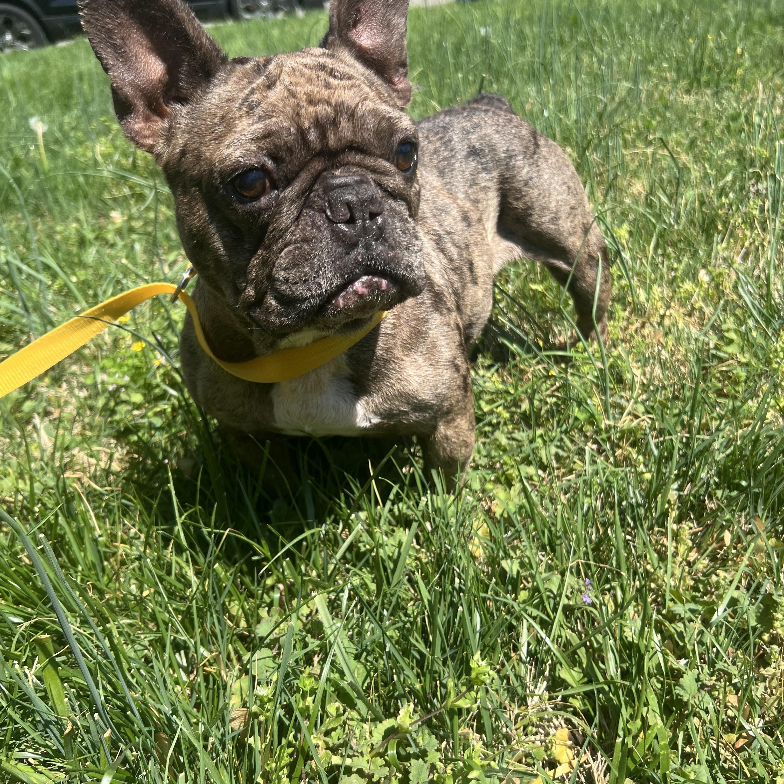 Chocco, a Adoptable French Bulldog in Alexandria, VA image 1/5